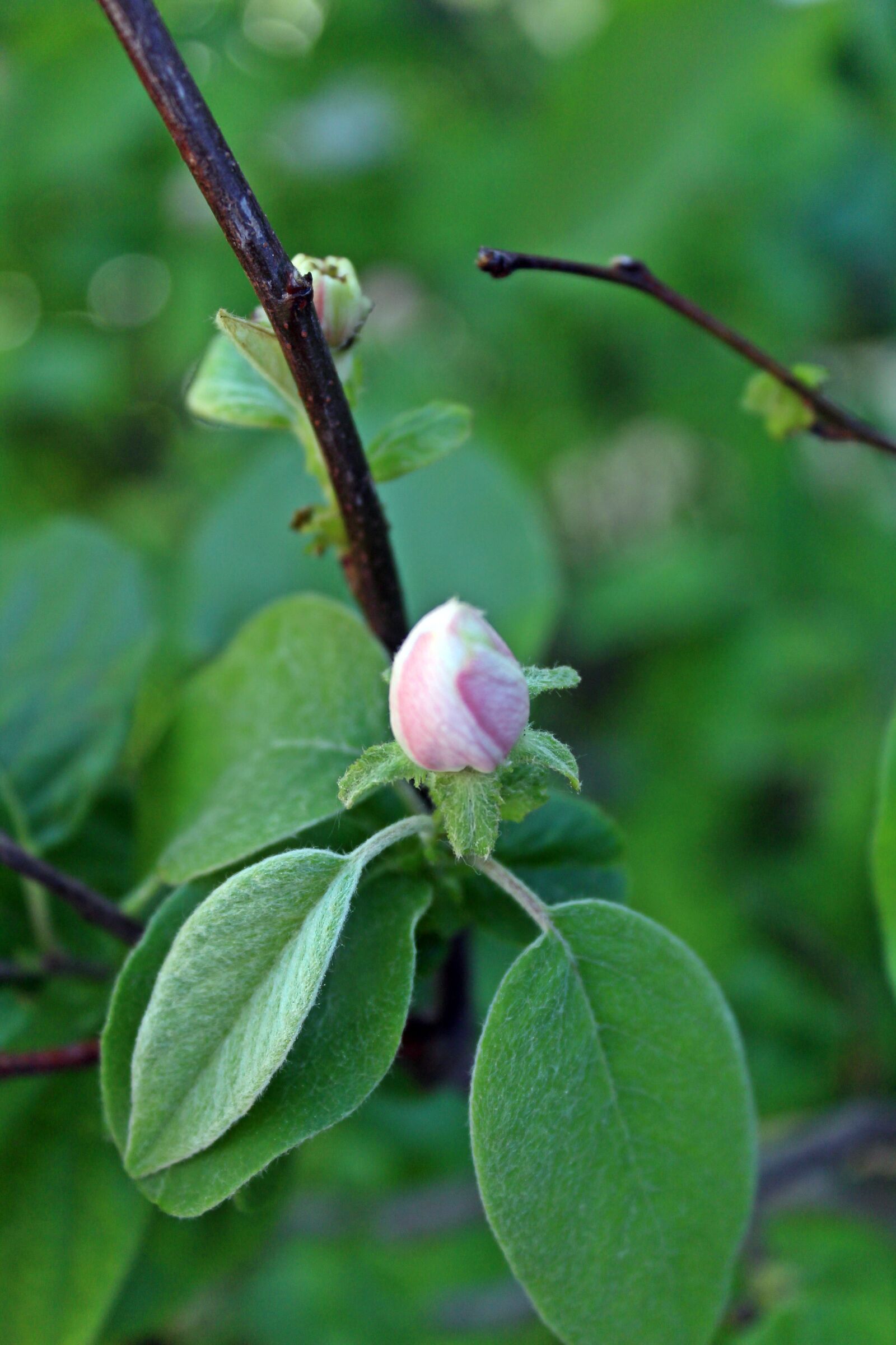 Canon EOS 1200D (EOS Rebel T5 / EOS Kiss X70 / EOS Hi) sample photo. Rose, pink, background photography