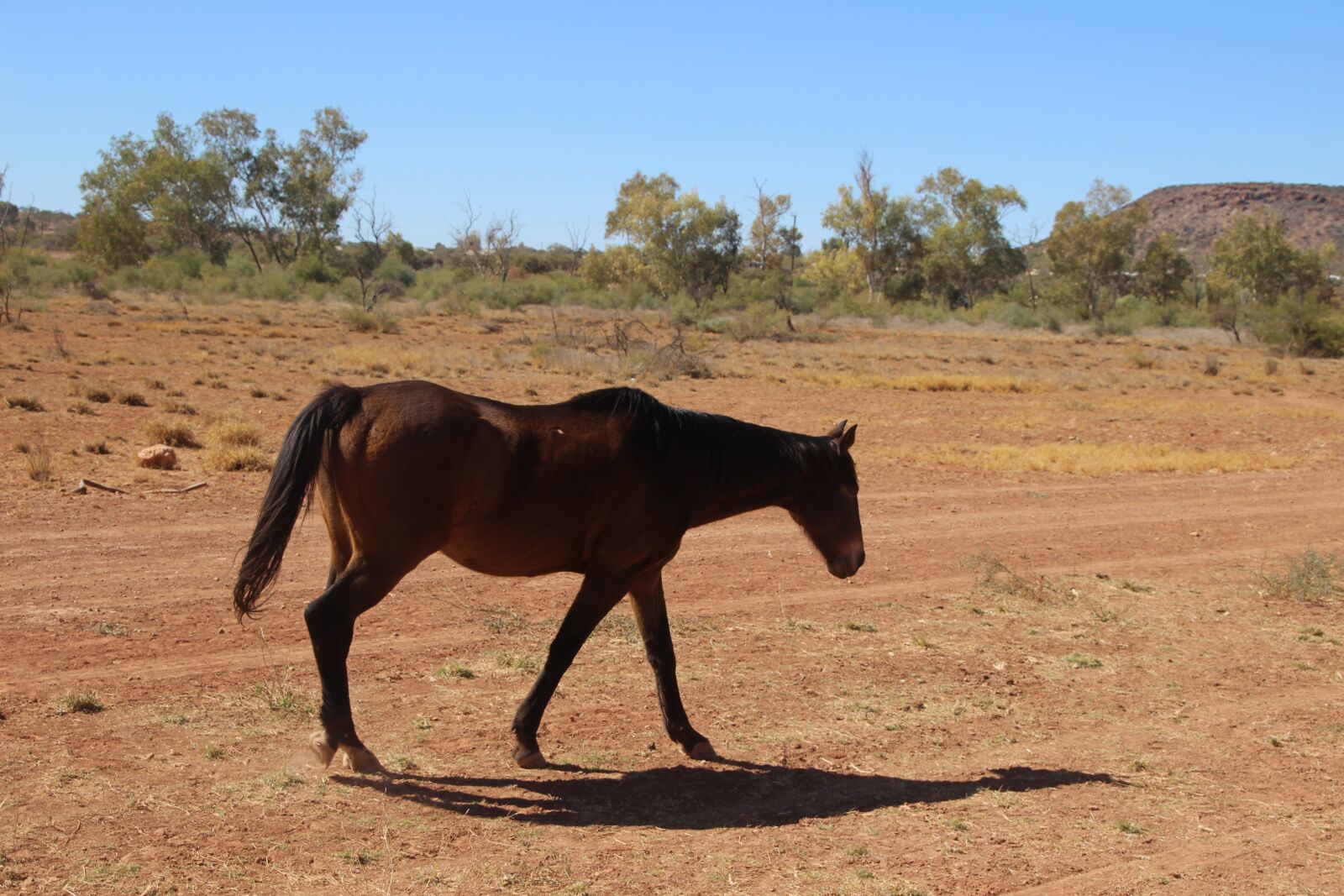 Canon EOS 600D (Rebel EOS T3i / EOS Kiss X5) sample photo. Horse, equine, australian brumby photography