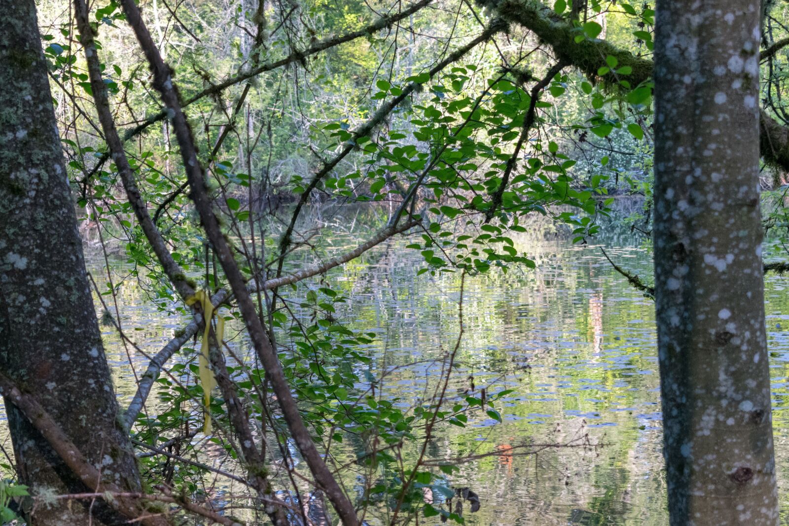Nikon D3300 sample photo. Tree, wood, nature photography