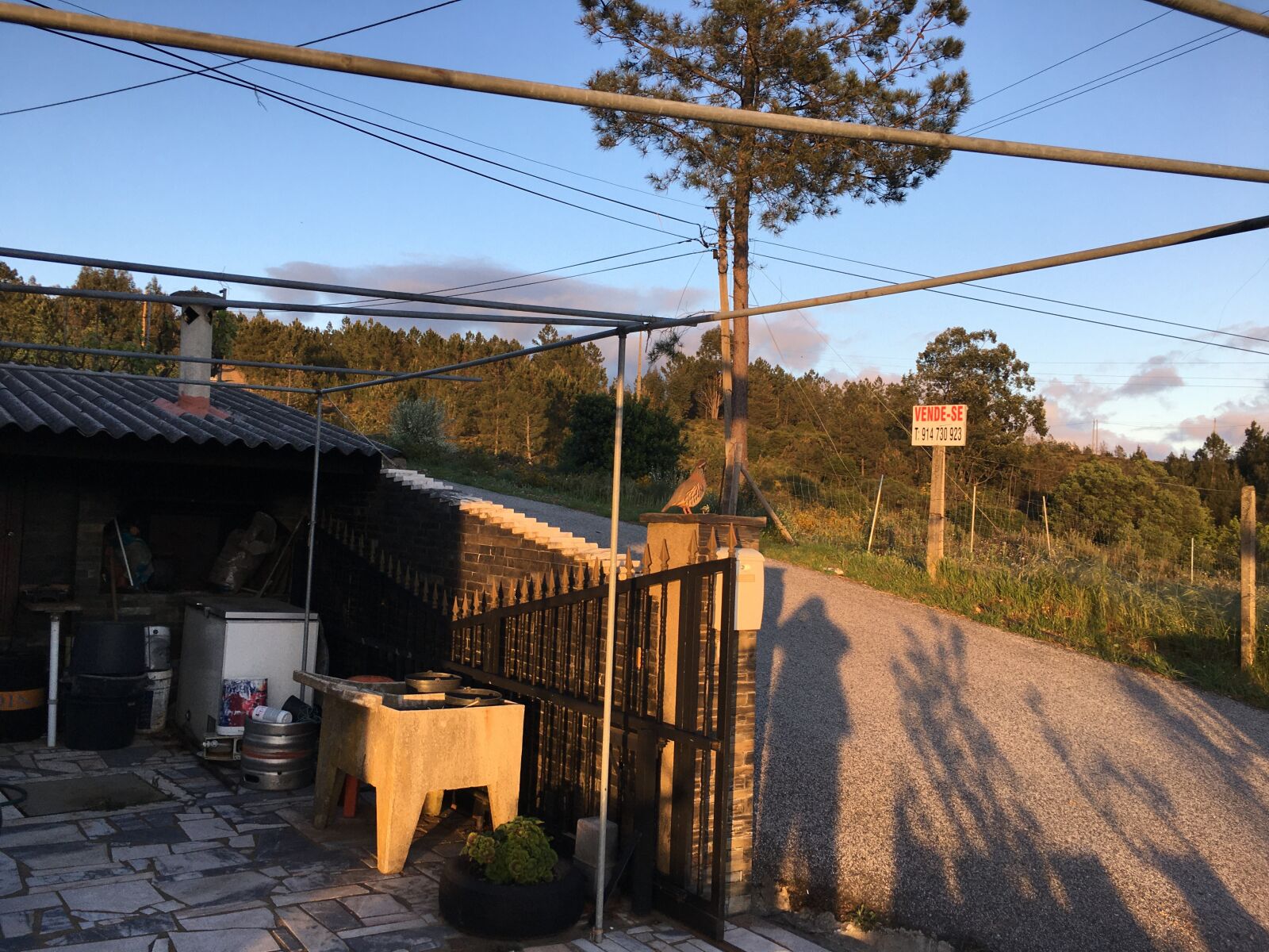 Apple iPhone 6s sample photo. Perdiz, ao, domiçilio photography
