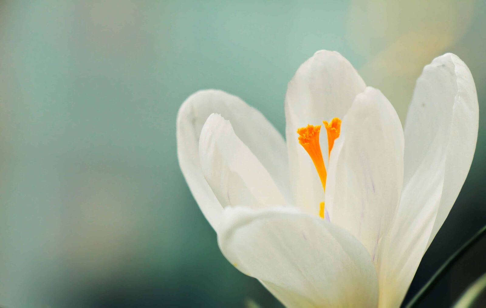 Canon EOS 550D (EOS Rebel T2i / EOS Kiss X4) sample photo. Crocus, white flower, leaf photography