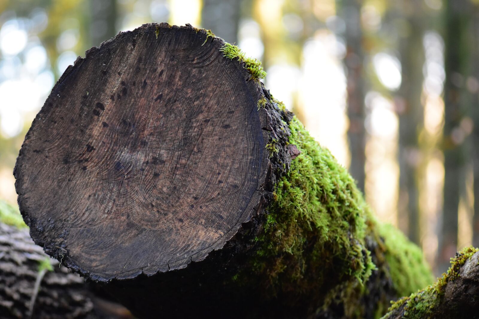 Nikon D5500 sample photo. Wood, tree, nature photography
