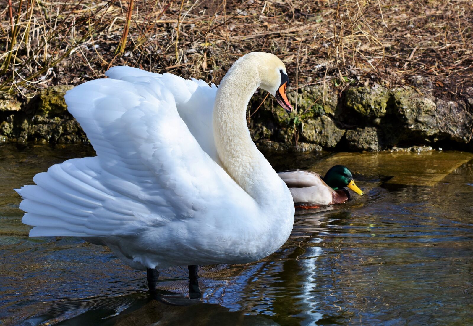 Nikon D7200 sample photo. Swan, water bird, schwimmvogel photography
