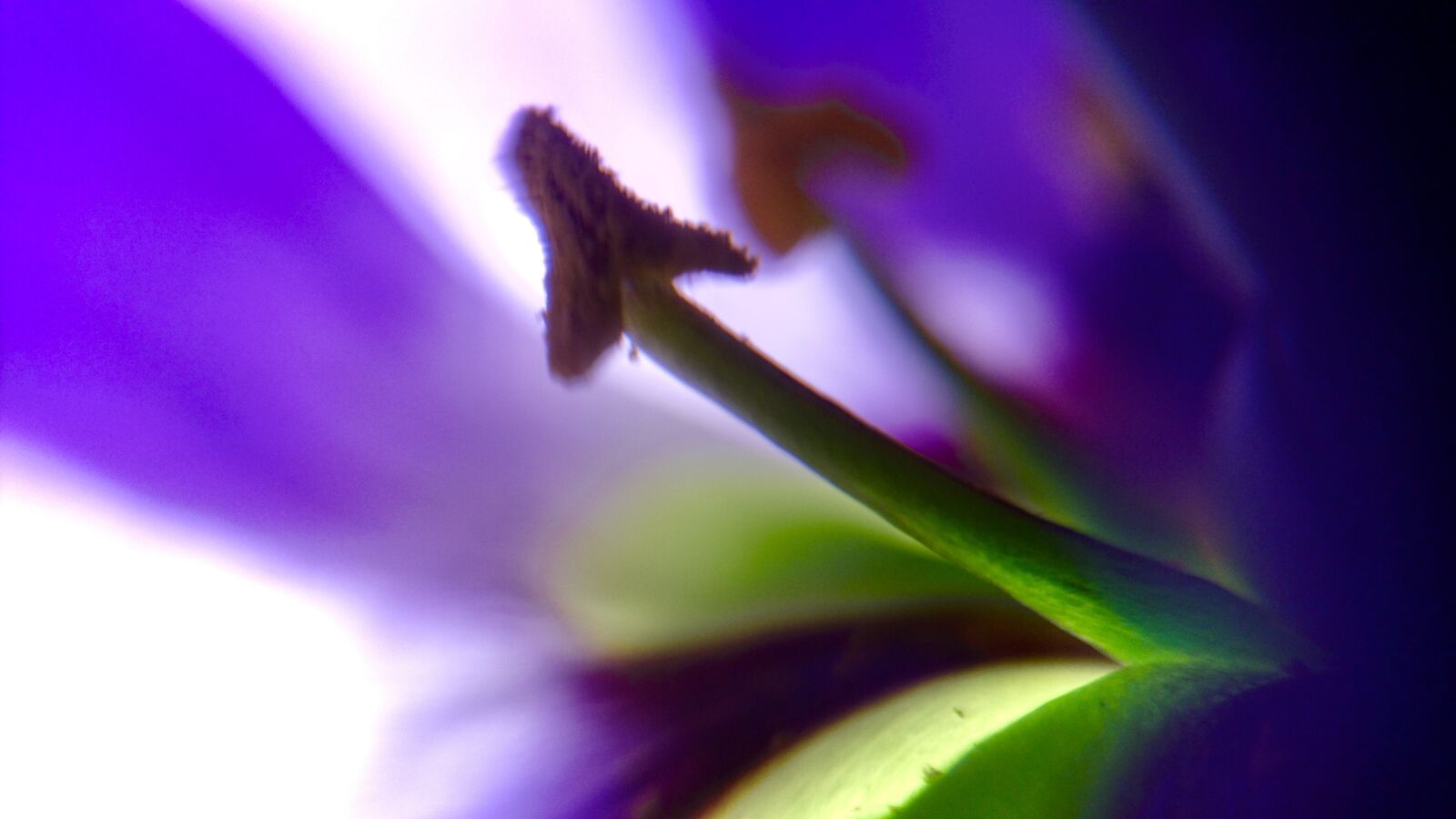 Sony Xperia Z5 Compact sample photo. Macro, flower macro, beautiful photography