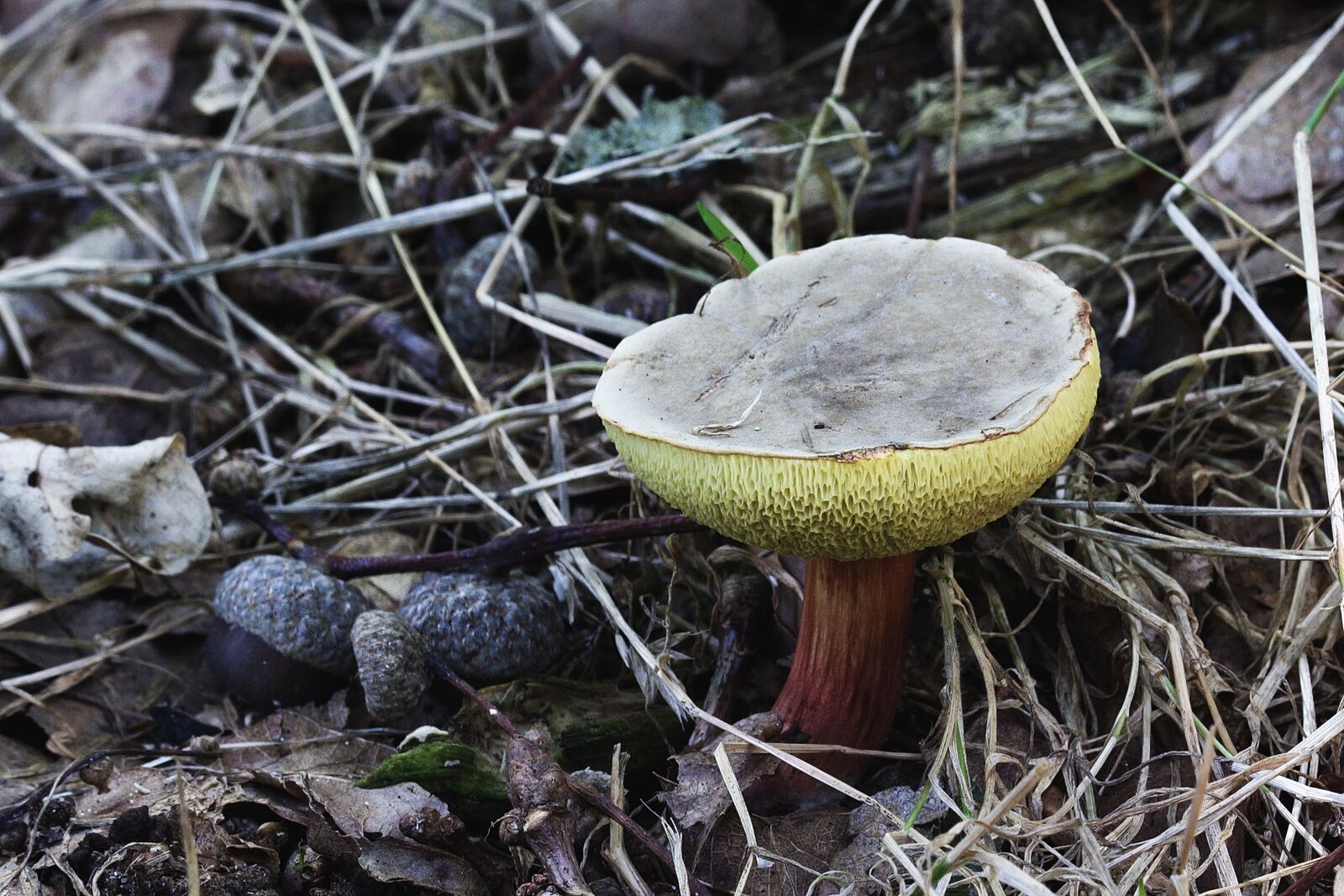 Canon EOS 350D (EOS Digital Rebel XT / EOS Kiss Digital N) sample photo. Mushroom, toadstool, poisonous photography