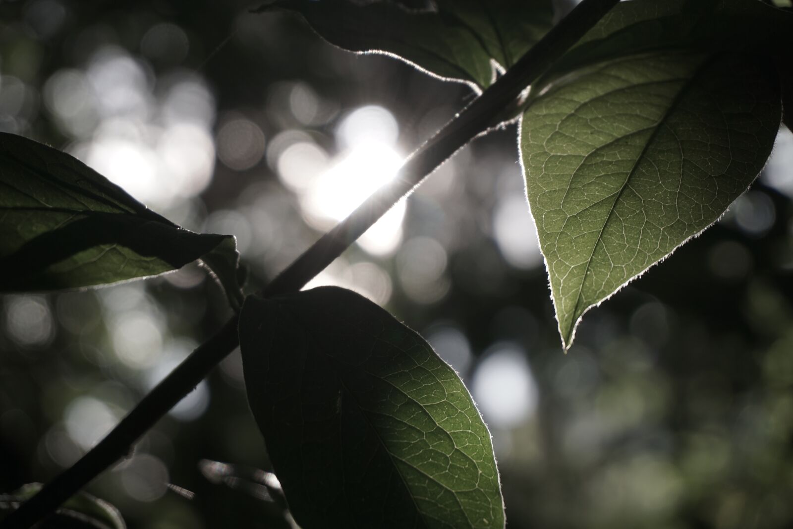 Sony a6000 sample photo. Vtrbzeunwmiq, trzeui, bzrnuemiw photography