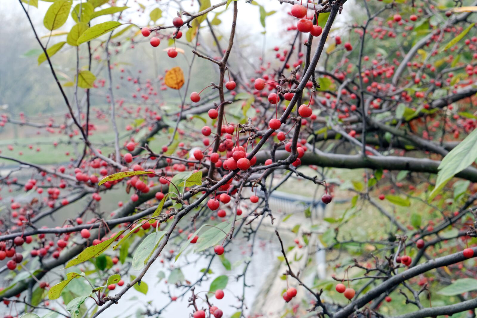 Nikon D3100 sample photo. Branch, tree, fruit photography