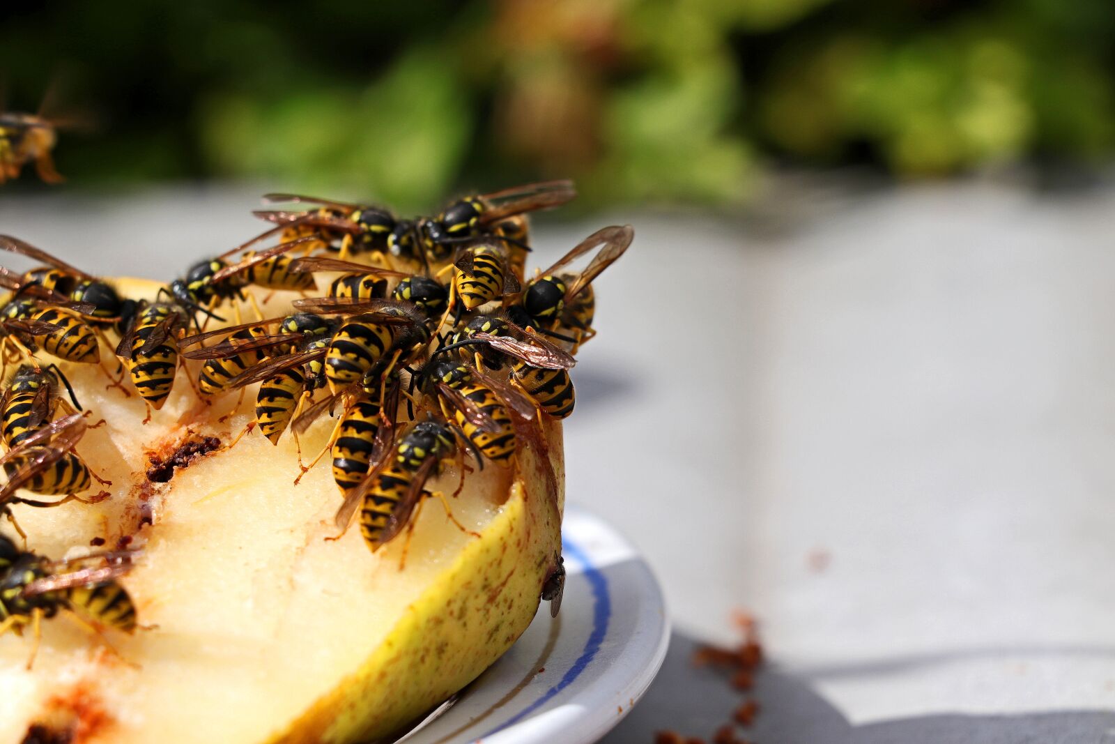 Canon EF-S 18-135mm F3.5-5.6 IS STM sample photo. Wasps, fruit, nature photography