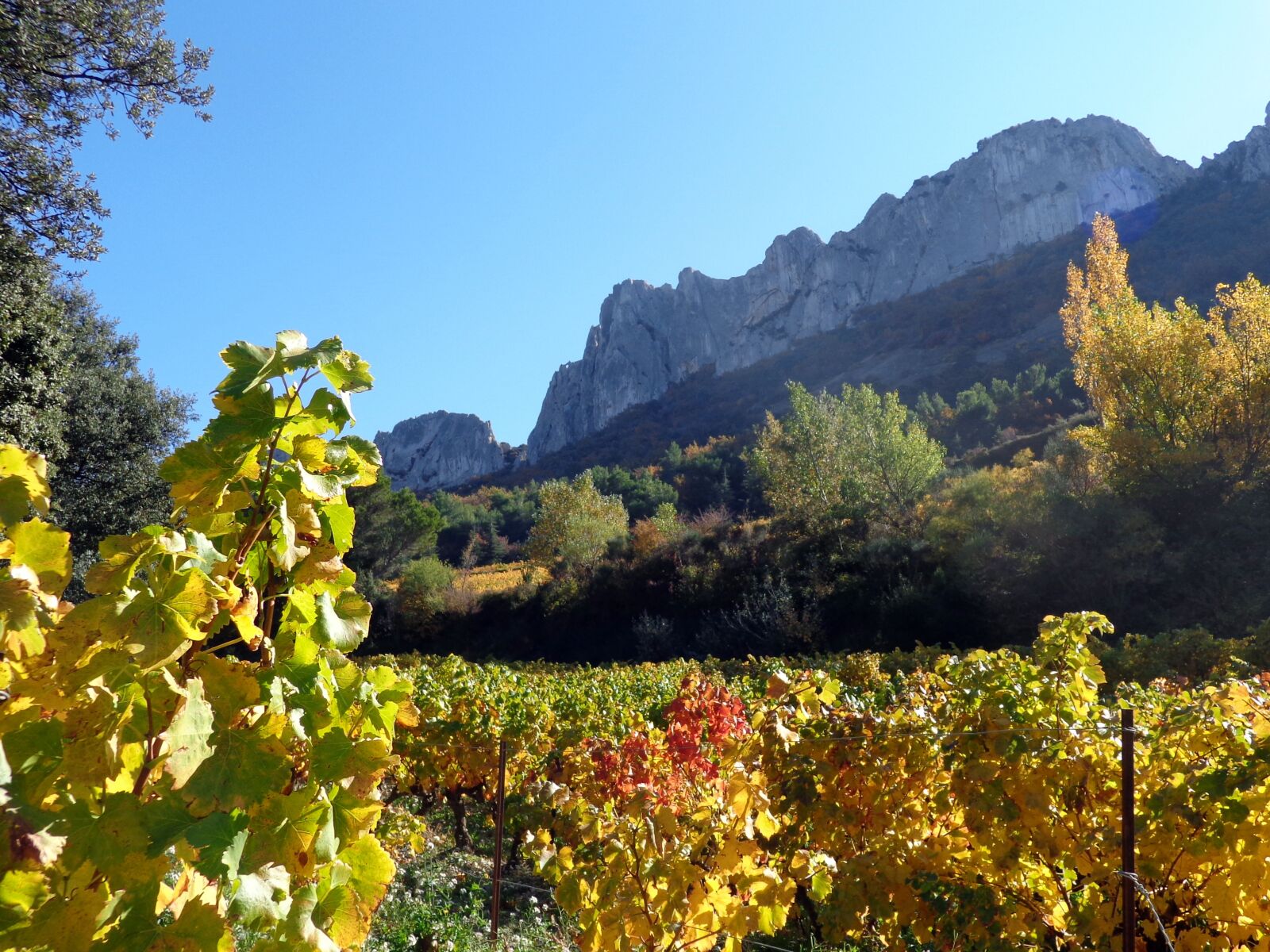 Sony Cyber-shot DSC-H90 sample photo. Nature, vine, vineyards photography