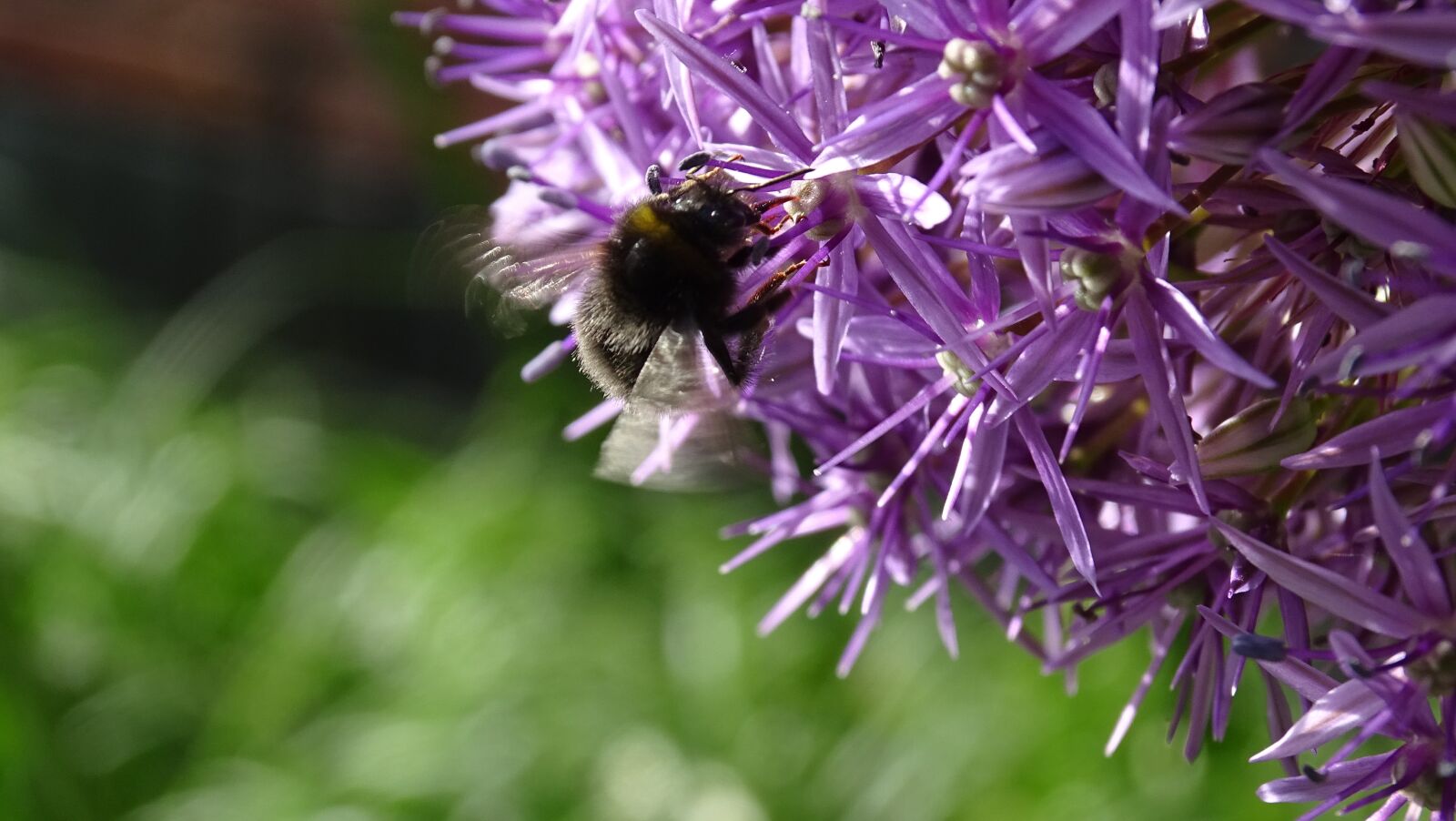Sony Cyber-shot DSC-HX400V sample photo. Flowers, bloom, purple photography
