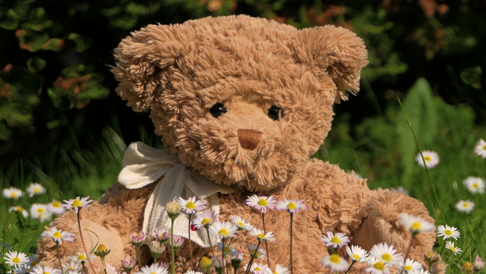 Panasonic Lumix DMC-FZ2500 (Lumix DMC-FZ2000) sample photo. Plush, bear, teddy photography