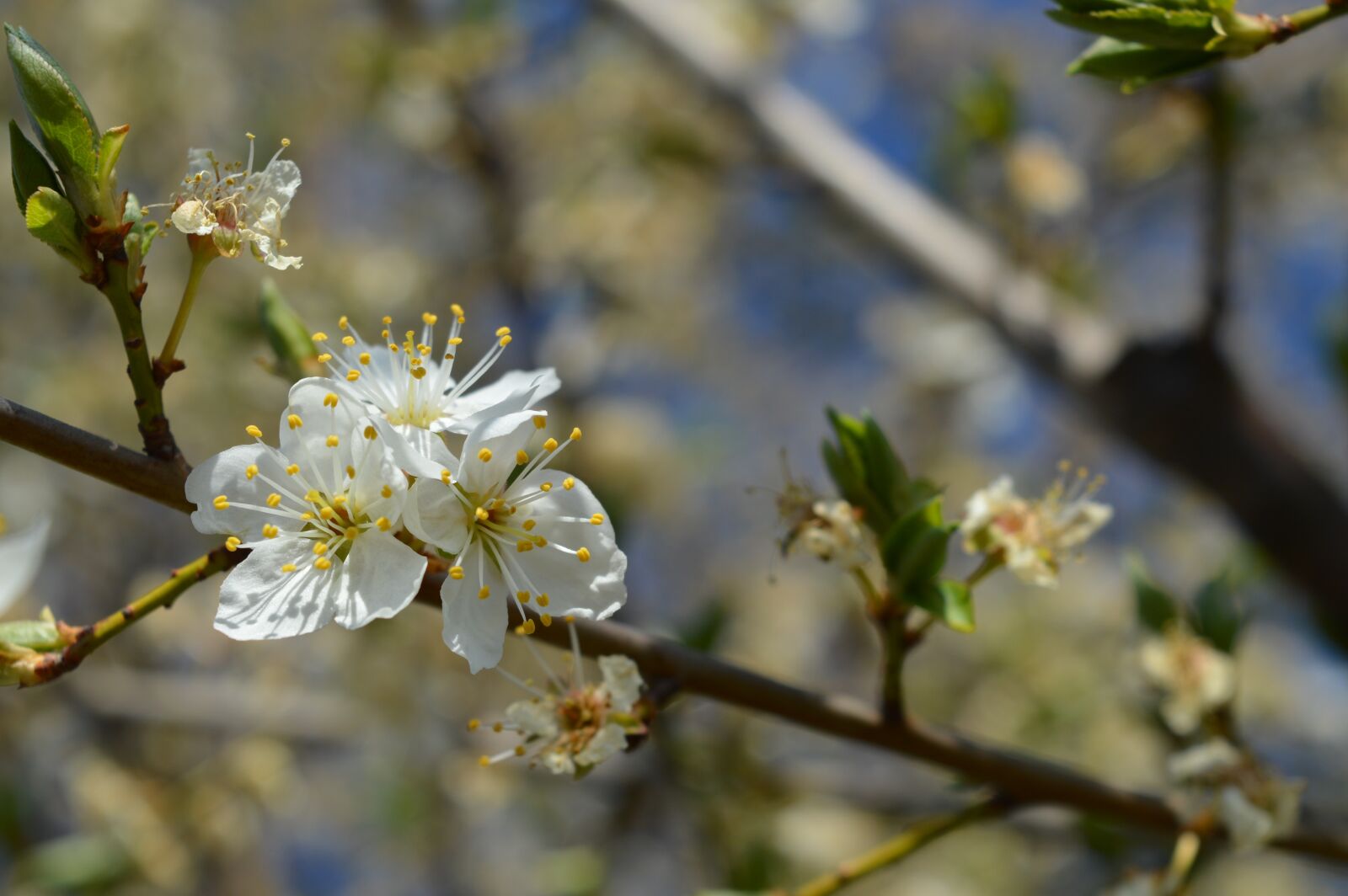 Nikon D3200 sample photo. Spring, flower, tree photography