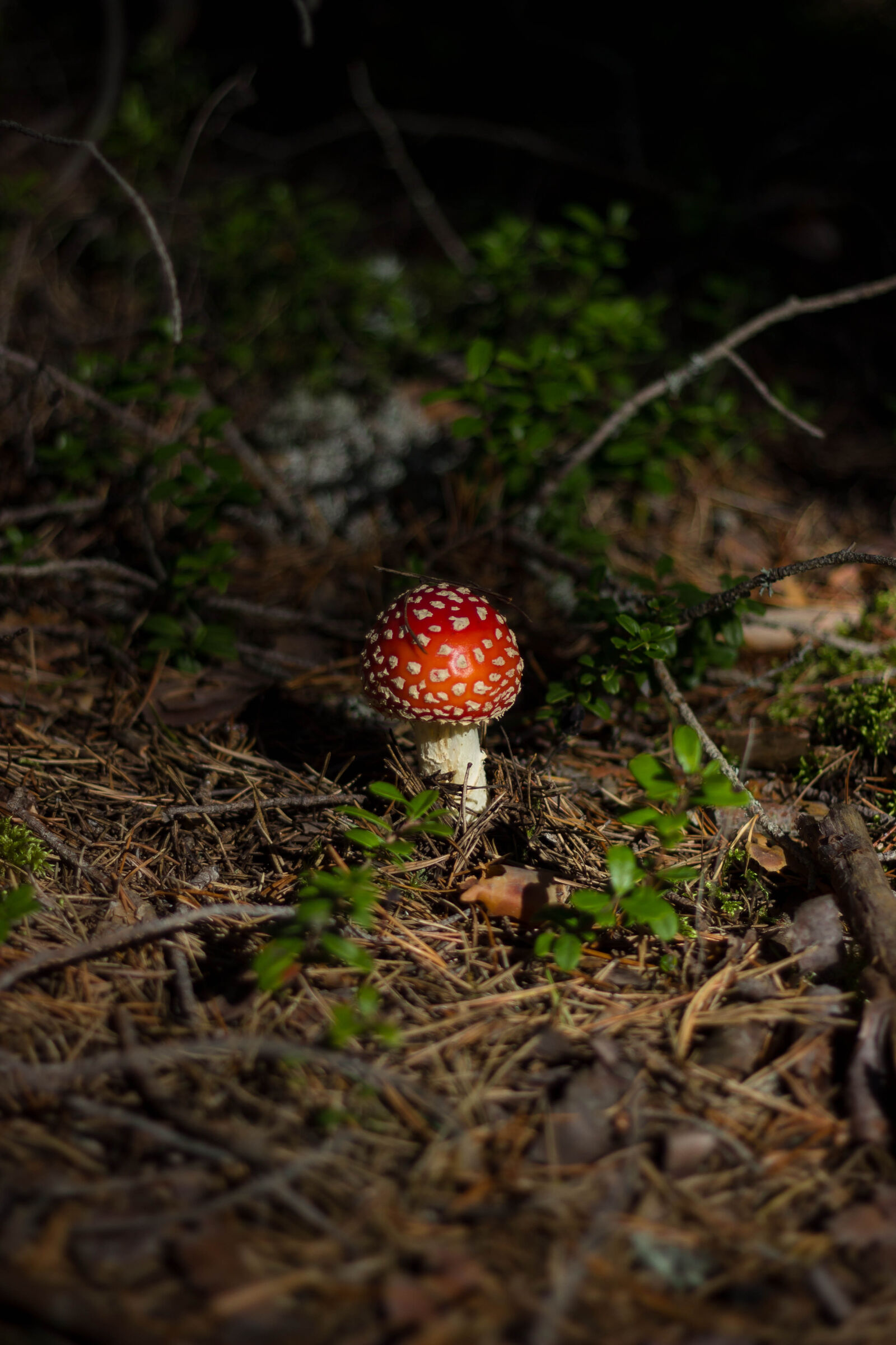 Canon EOS 600D (Rebel EOS T3i / EOS Kiss X5) + Canon EF 50mm F1.8 II sample photo. Agaric, amanita, basidiomycete, basidiomycota photography