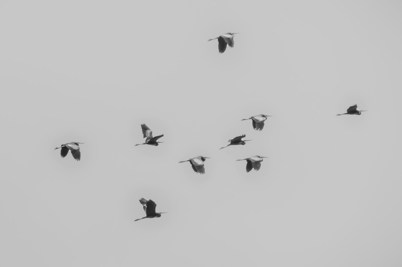 Canon PowerShot SX400 IS sample photo. Birds, flock, animal photography