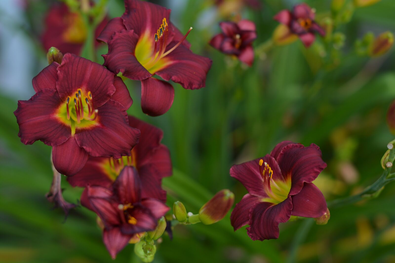 Nikon D5200 sample photo. Lilly, flower, dark red photography