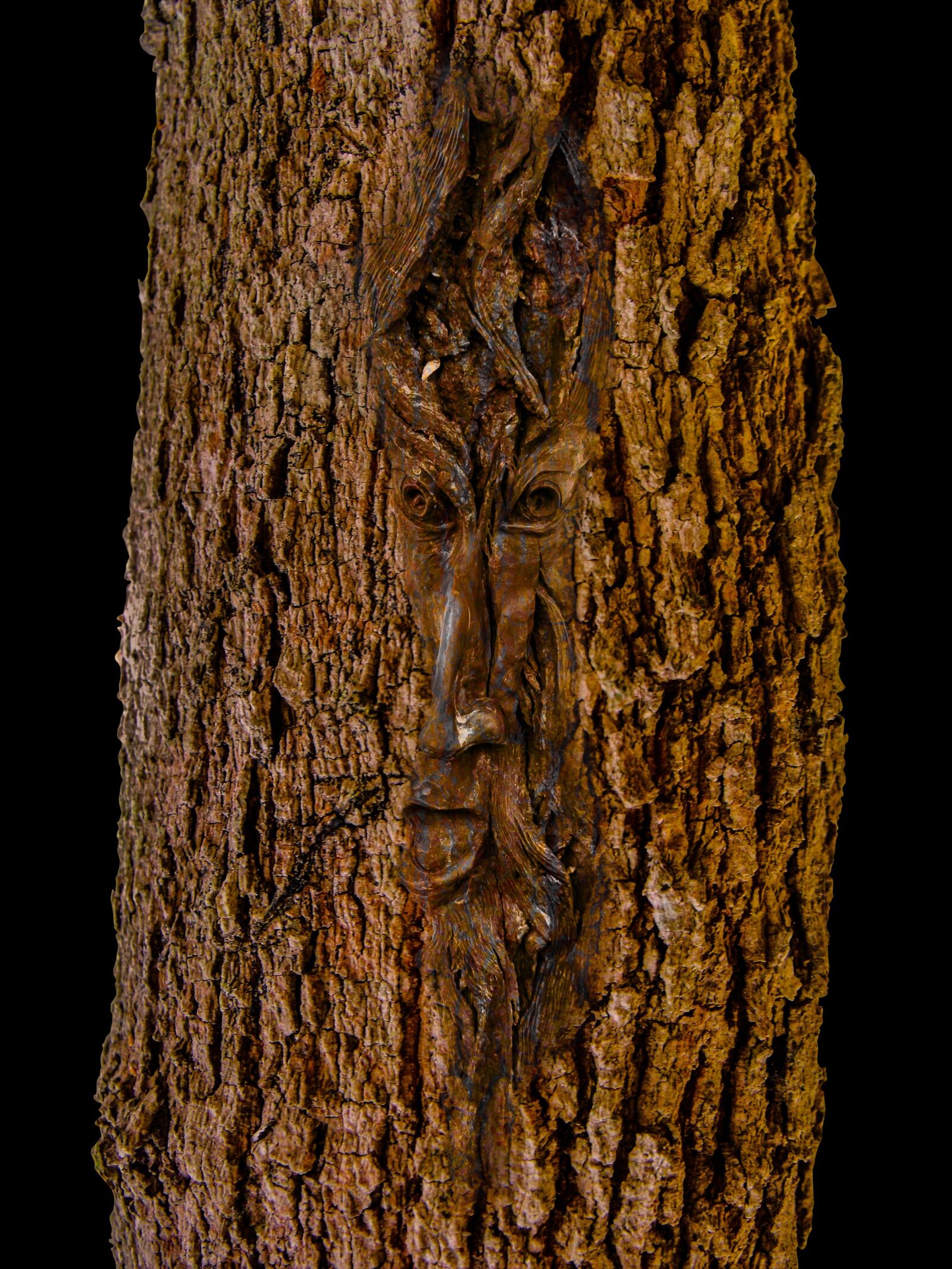 Fujifilm FinePix S1000fd sample photo. Face, log, tree photography