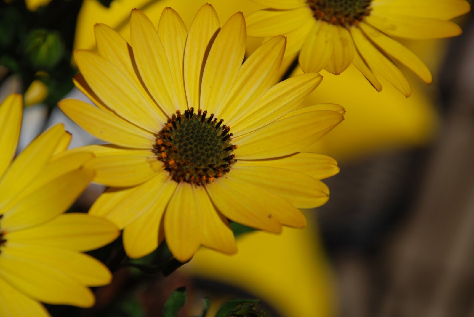 Nikon D80 sample photo. Daisy, daisies, flower photography