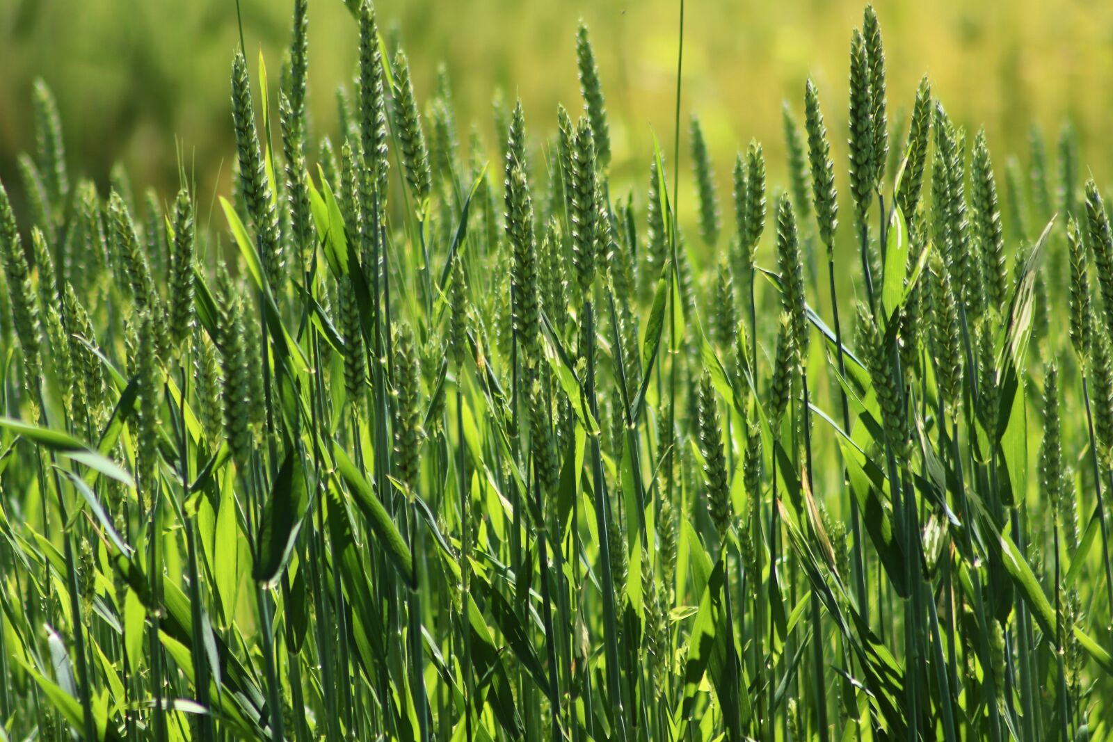 Canon EOS 800D (EOS Rebel T7i / EOS Kiss X9i) sample photo. Grain, wheat, cornfield photography