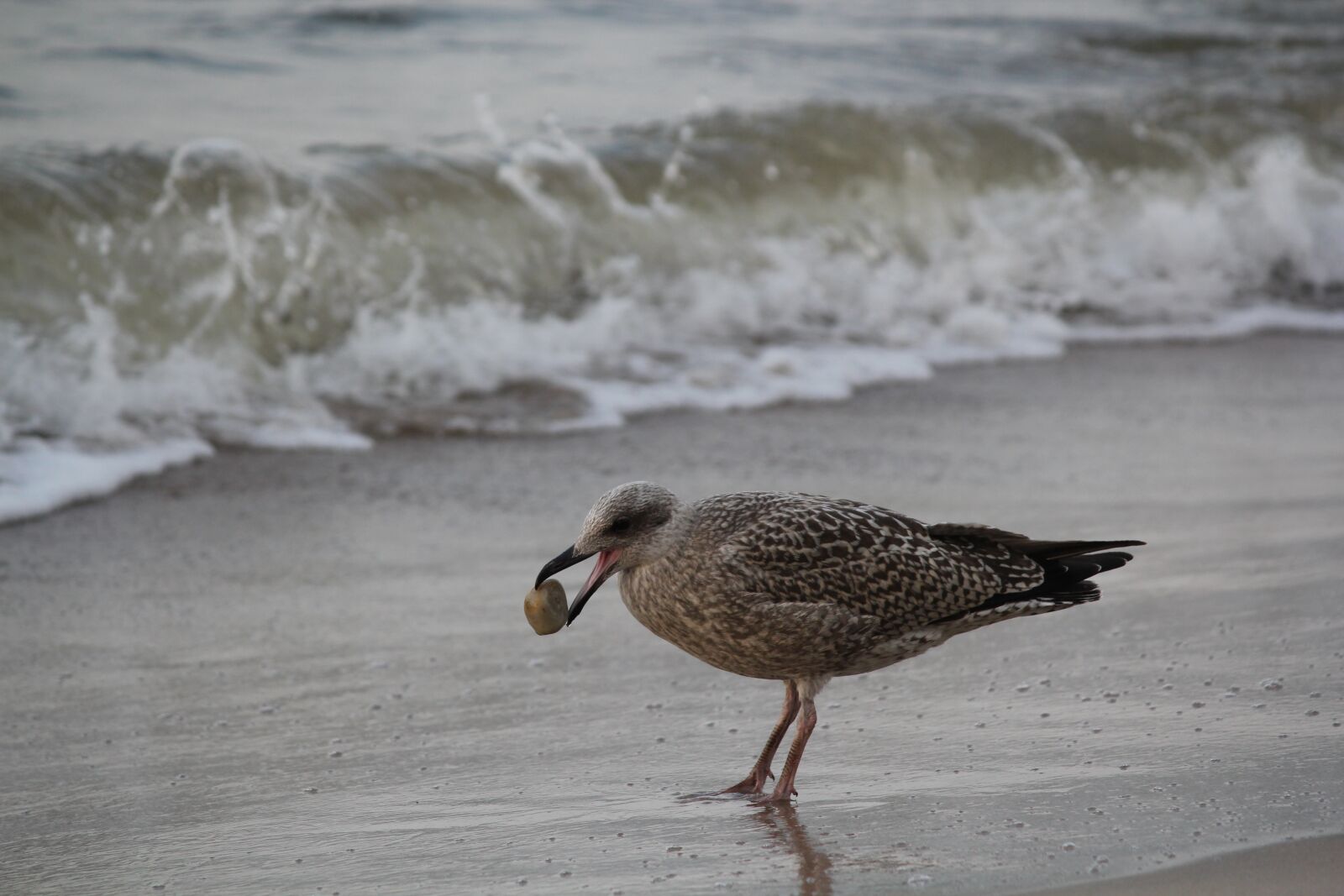 Canon EOS 550D (EOS Rebel T2i / EOS Kiss X4) sample photo. Seagull, stone, bird photography