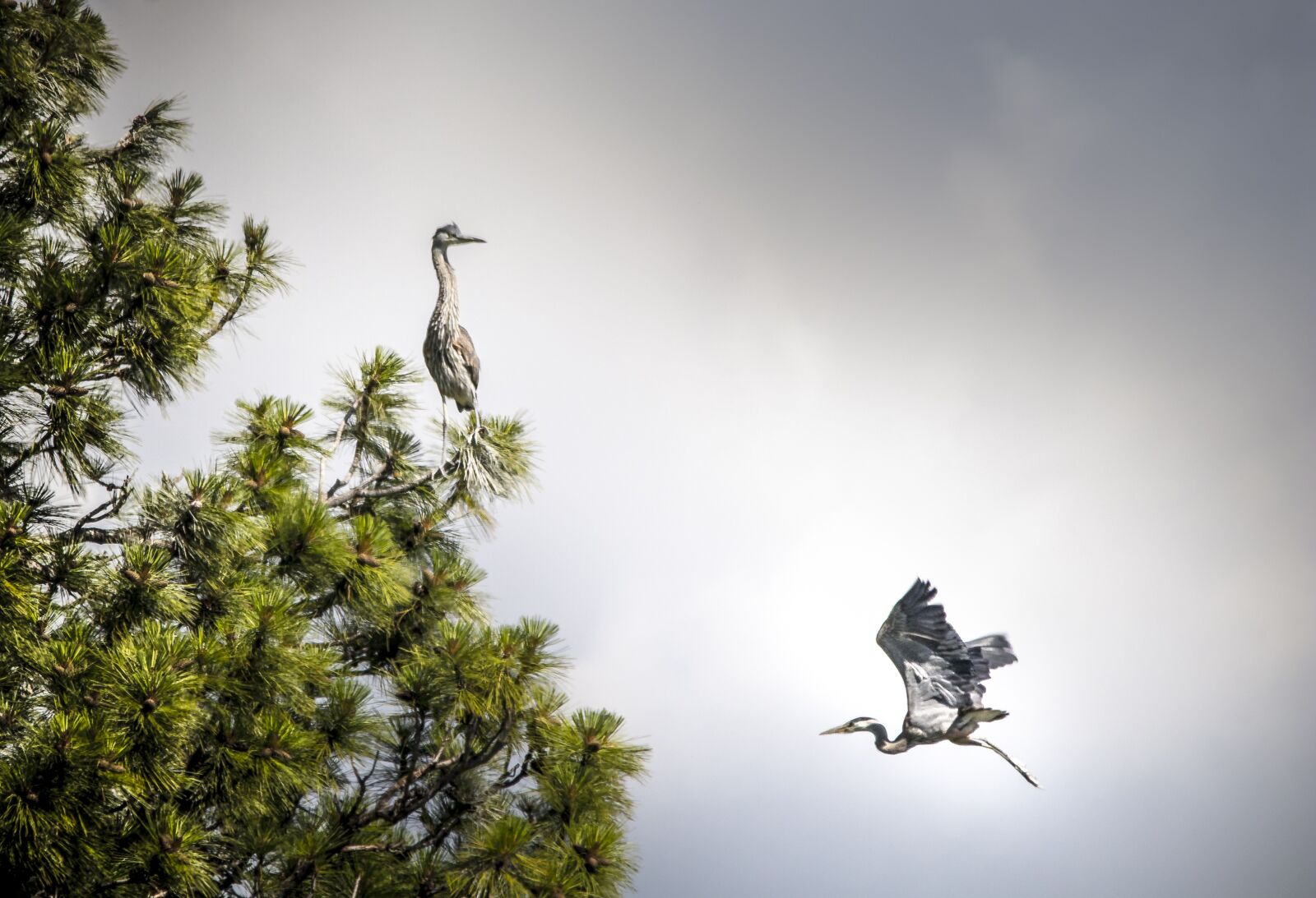 Canon EOS 80D sample photo. Montana, heron, bird flying photography
