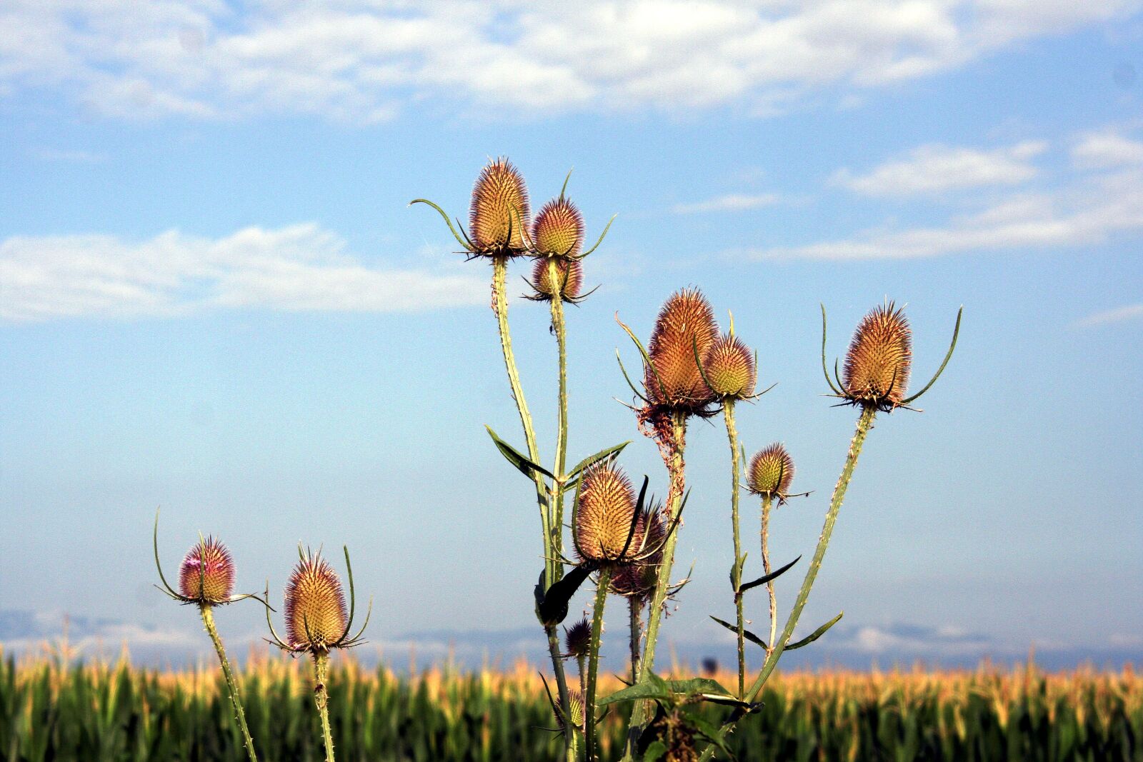 Canon EOS 350D (EOS Digital Rebel XT / EOS Kiss Digital N) sample photo. Thistles, sky, clouds photography