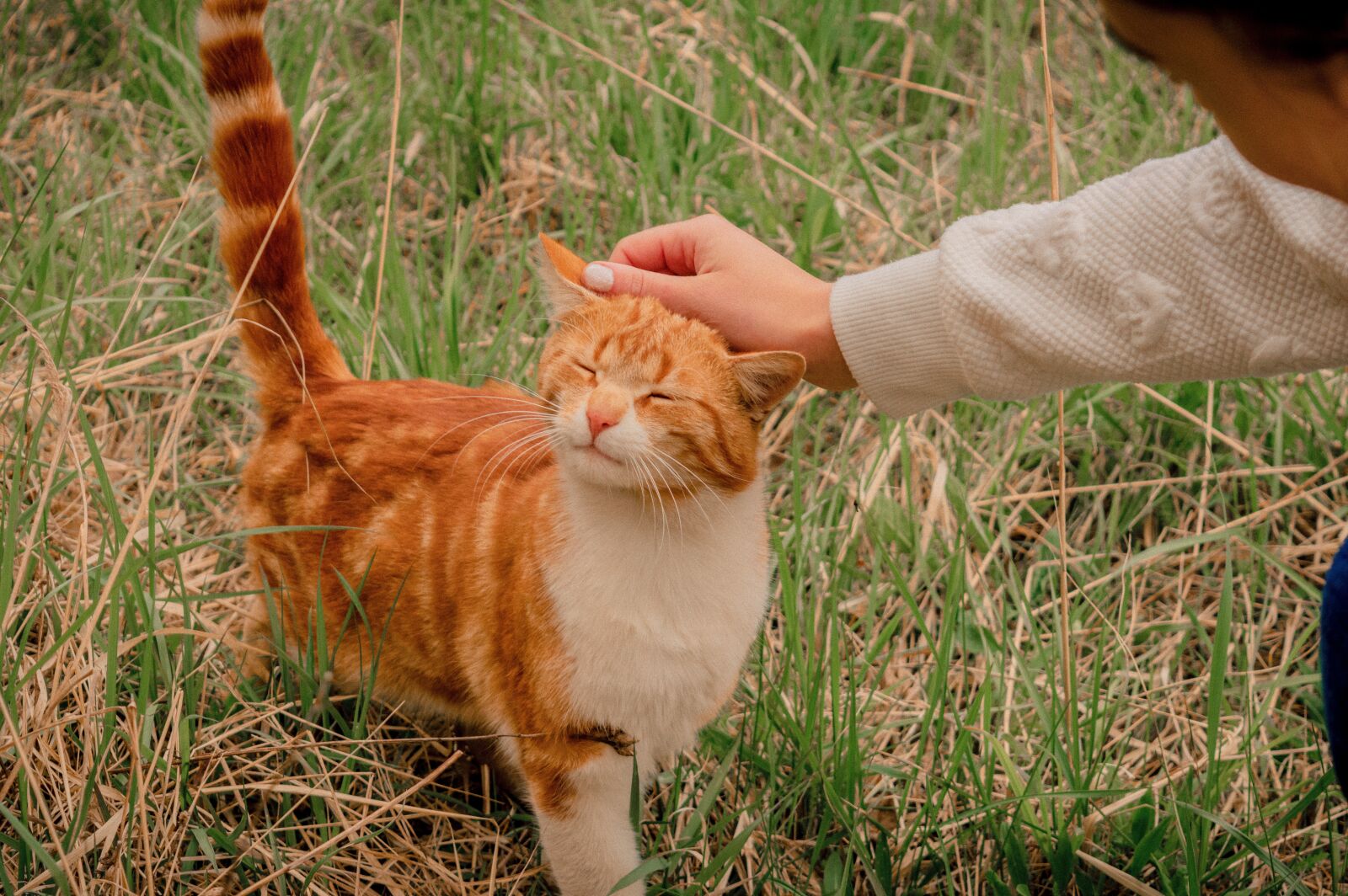 Nikon D3200 sample photo. Redhead, cat, saffron milk photography