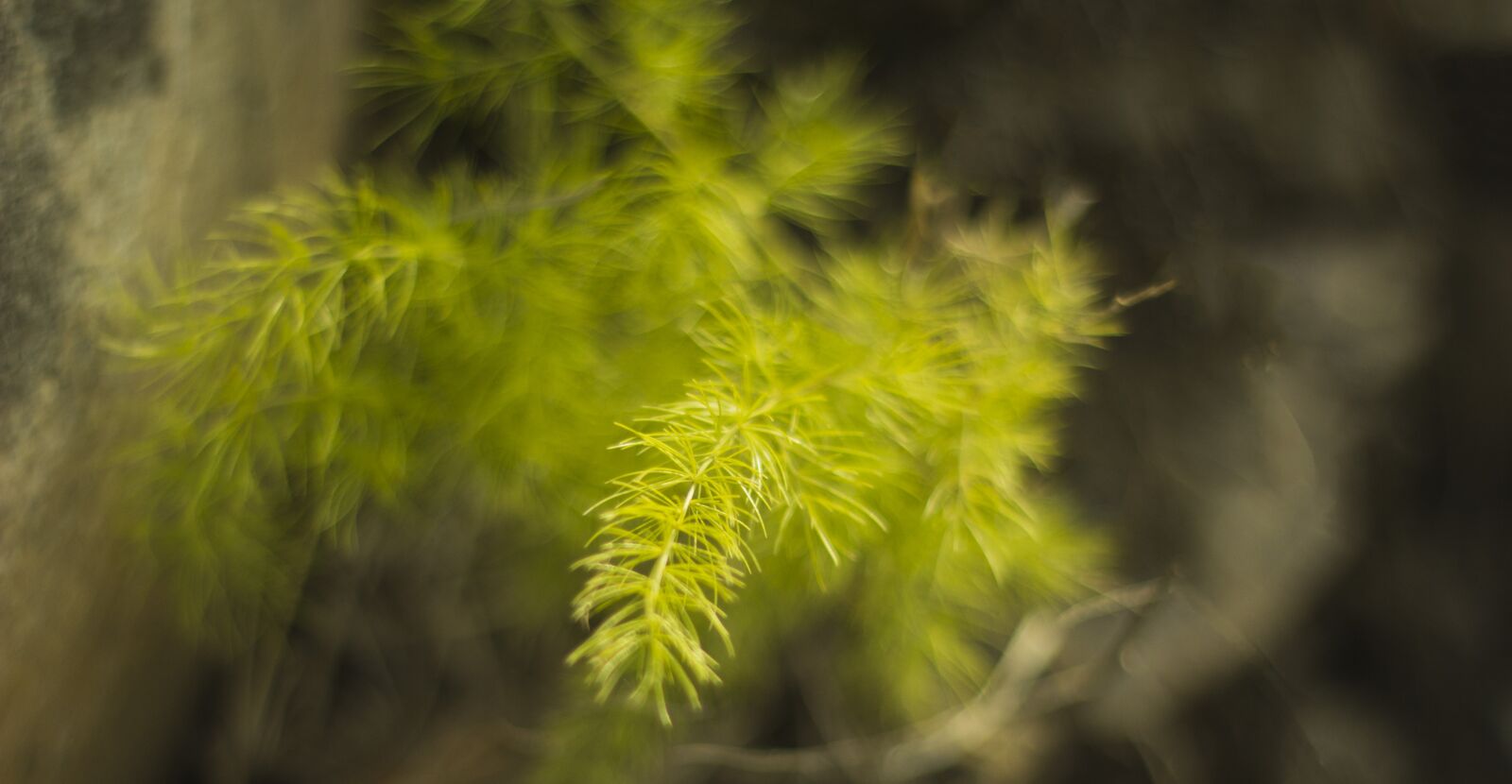 Canon EOS 60D + Canon EF 50mm F1.8 II sample photo. Grass, india, flower photography