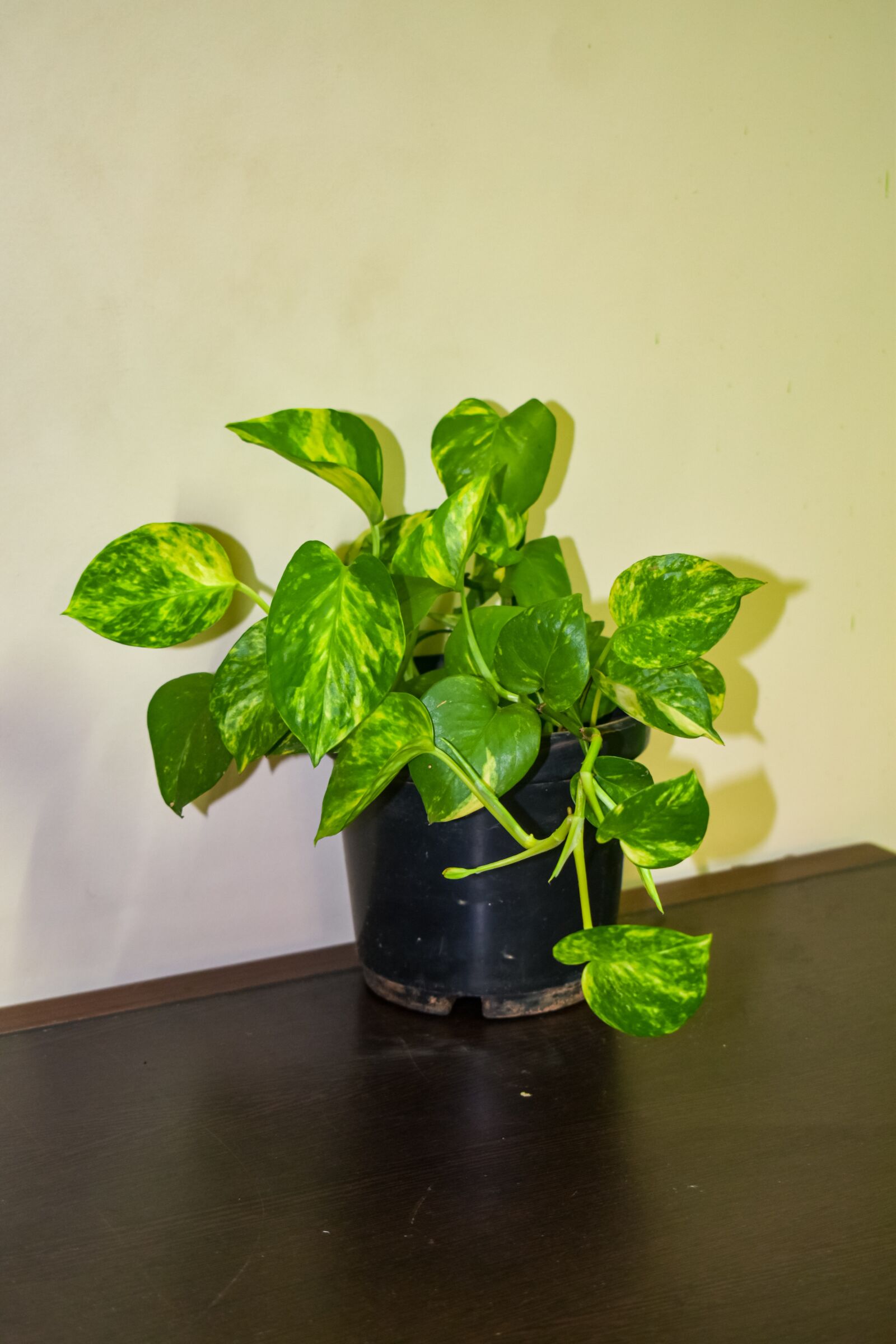 Nikon D3500 sample photo. Plant, green, leaf photography