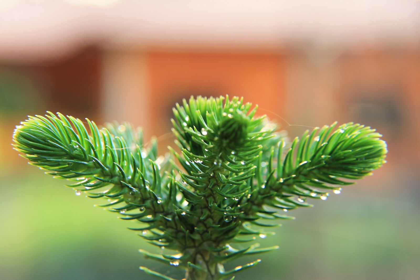 Canon EOS 7D sample photo. Tiered, tree, forest photography