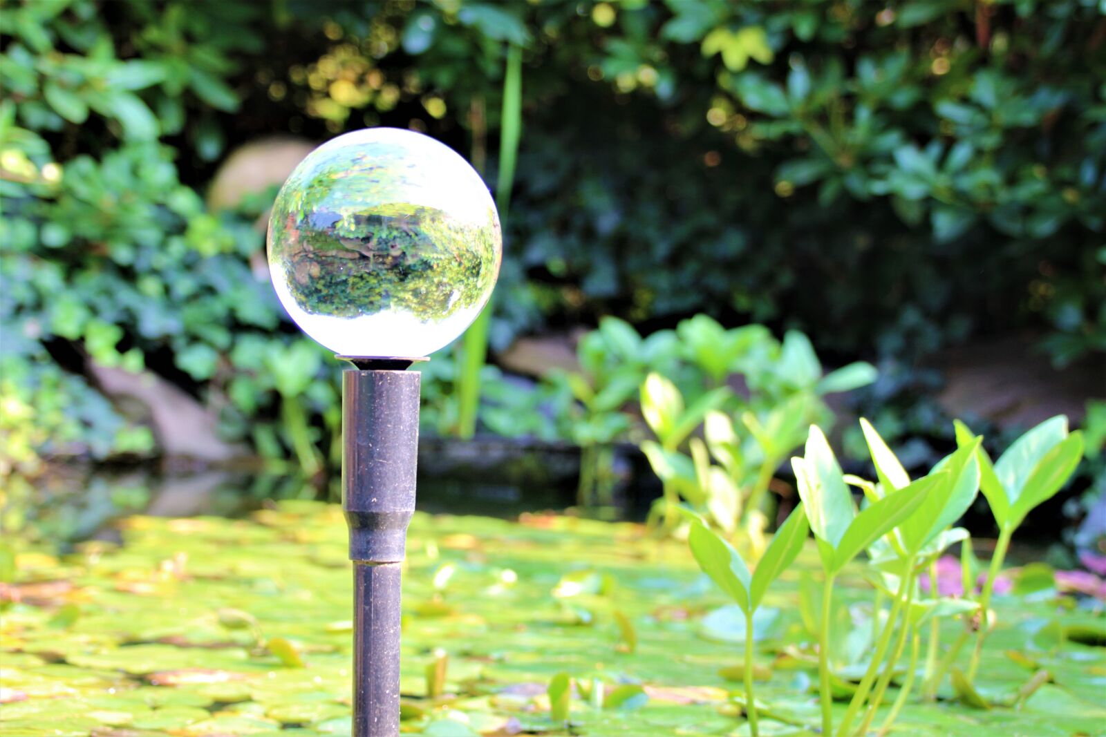 Canon EOS 700D (EOS Rebel T5i / EOS Kiss X7i) sample photo. Lensball, nature, photo sphere photography