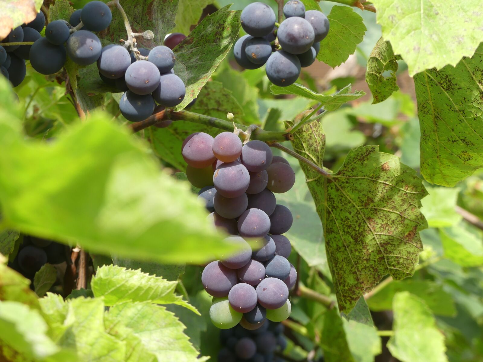 Panasonic Lumix DMC-FZ300 sample photo. Wine, vine, grapes photography