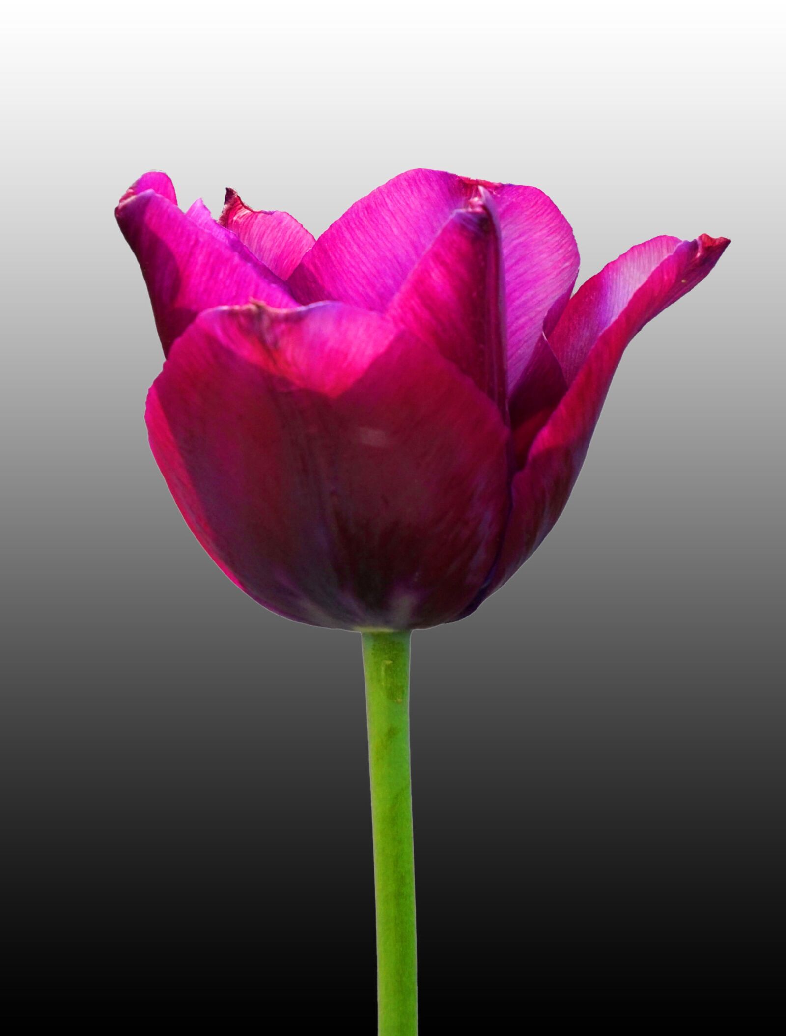 Sony Alpha a5000 (ILCE 5000) + Sony E 55-210mm F4.5-6.3 OSS sample photo. Nature, flower, tulip photography