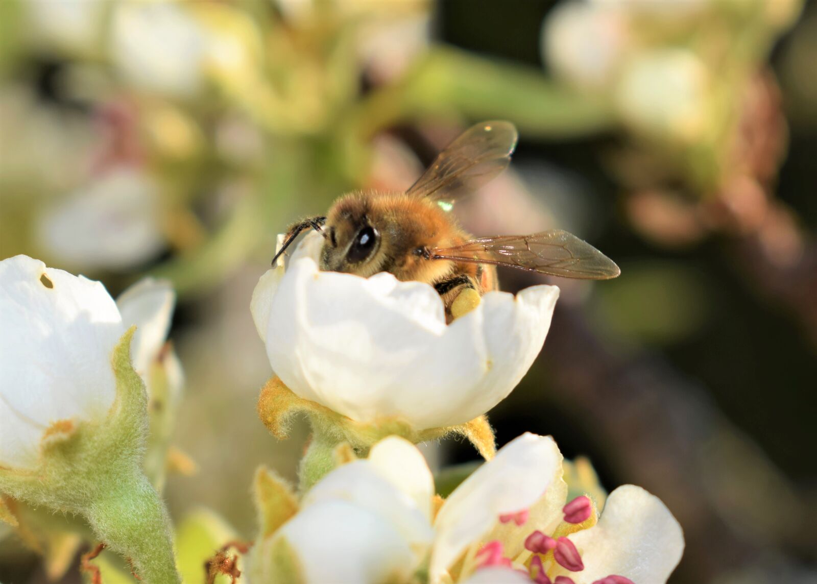 Nikon D5300 sample photo. Bee, insect, close up photography