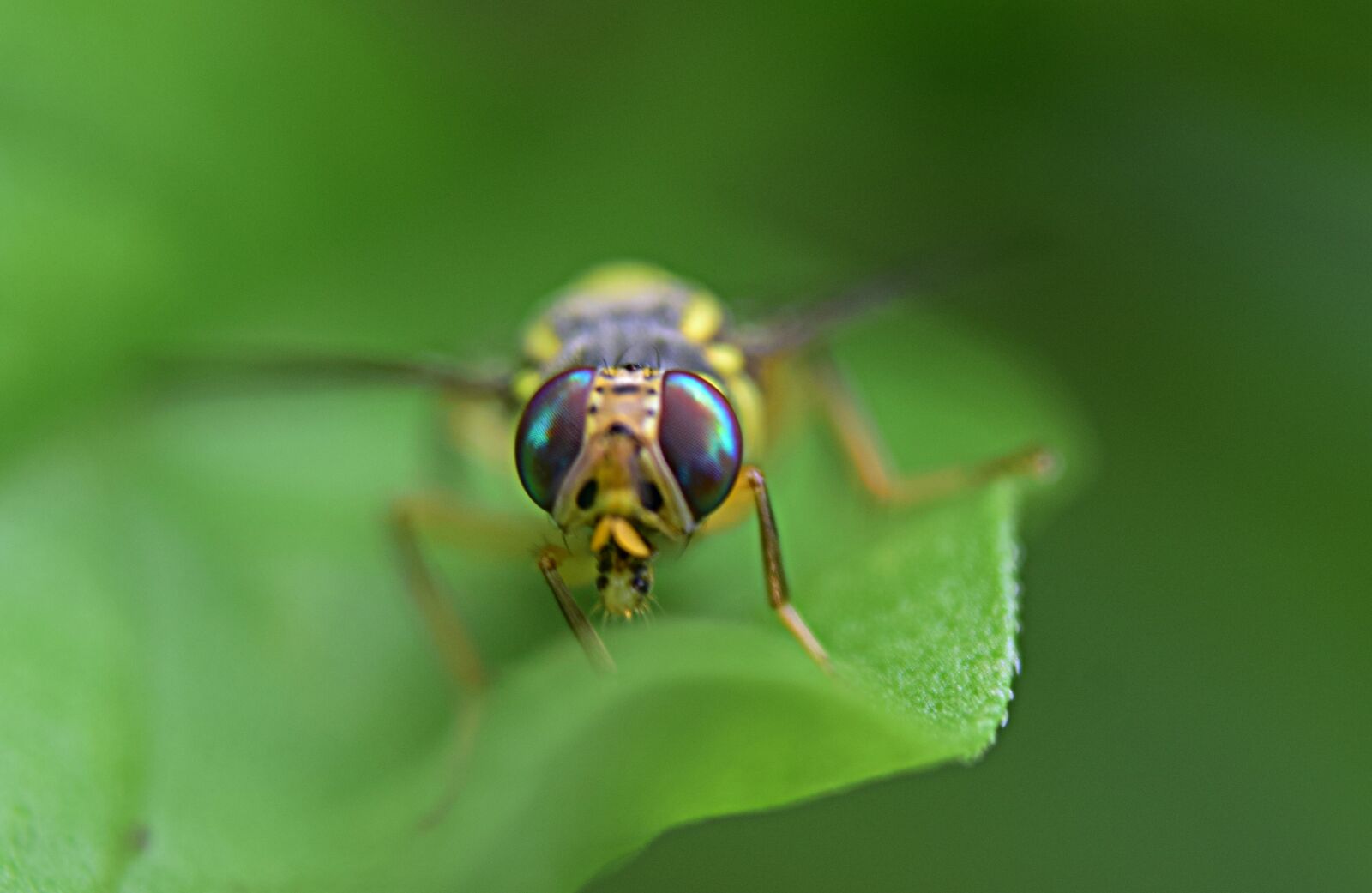 Nikon D5300 sample photo. Fly, eyes, macro photography