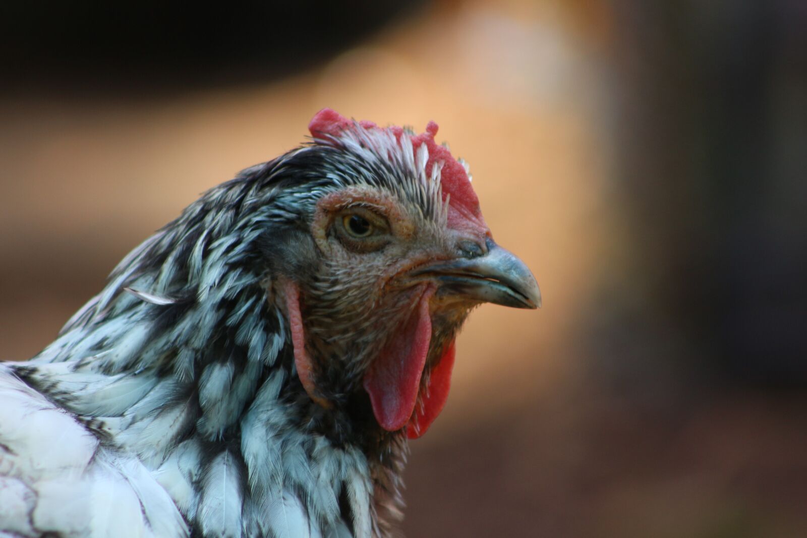Canon EF75-300mm f/4-5.6 sample photo. Chicken, hen, poultry photography