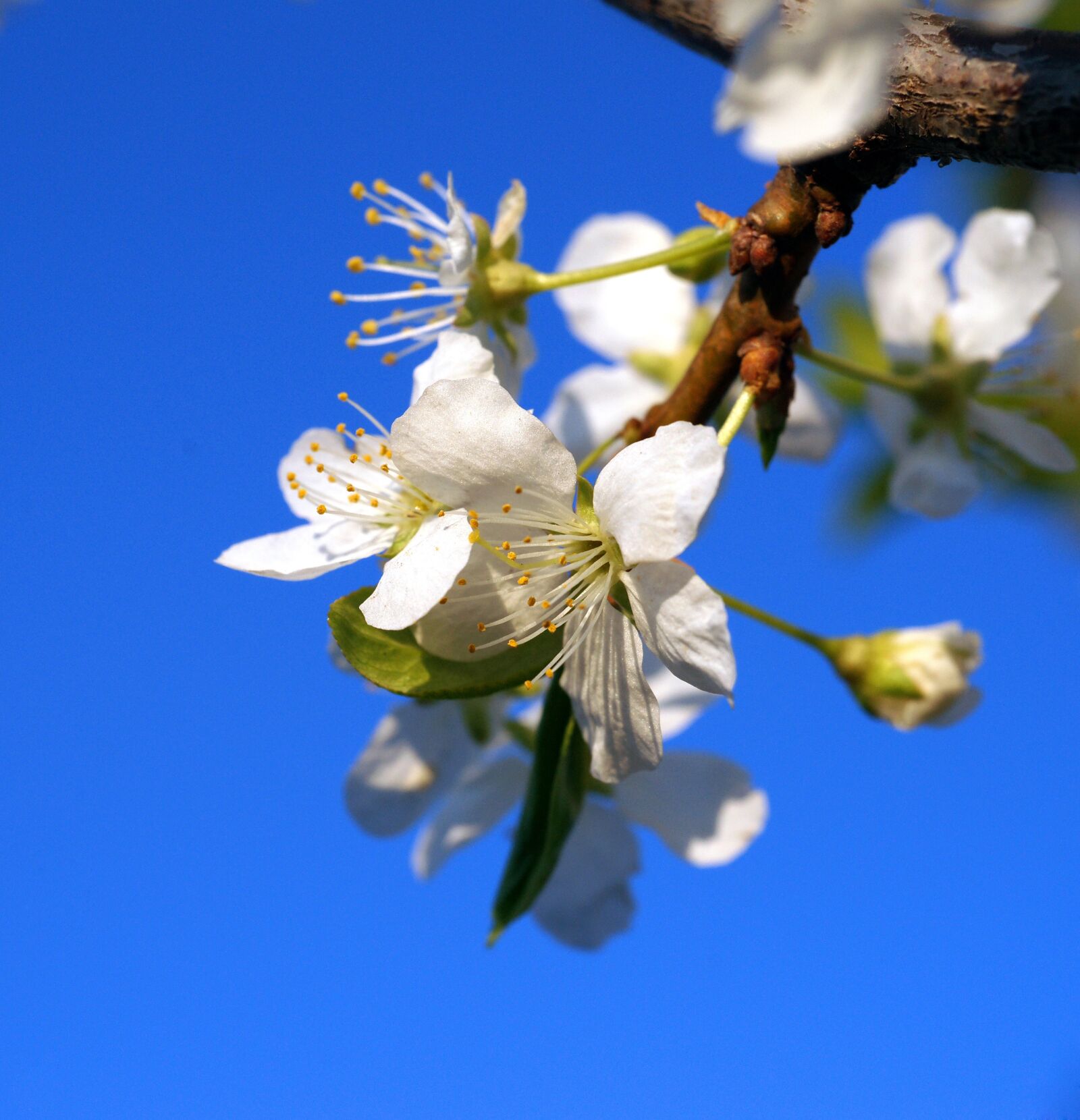 Sony Alpha DSLR-A850 sample photo. Apple flowers, blue sky photography