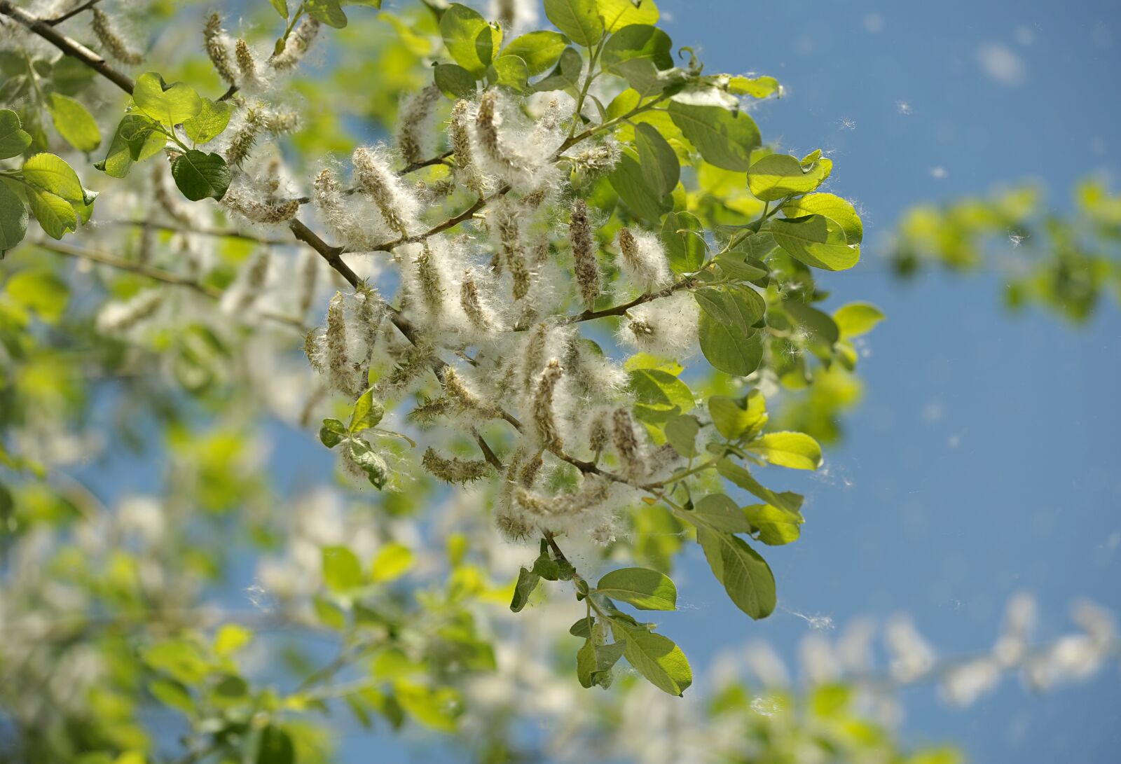 Nikon D3S sample photo. Poplar, tree, garden photography