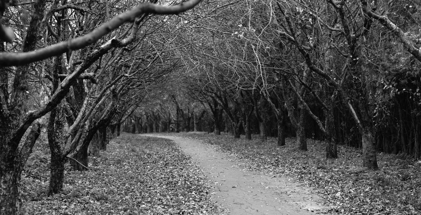 Nikon D7000 sample photo. Garden, autumn, gnarled photography