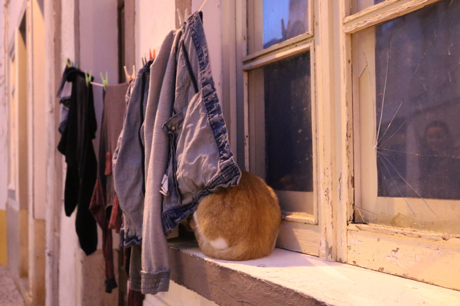 Canon EOS 750D (EOS Rebel T6i / EOS Kiss X8i) sample photo. Cat, clothes, house photography