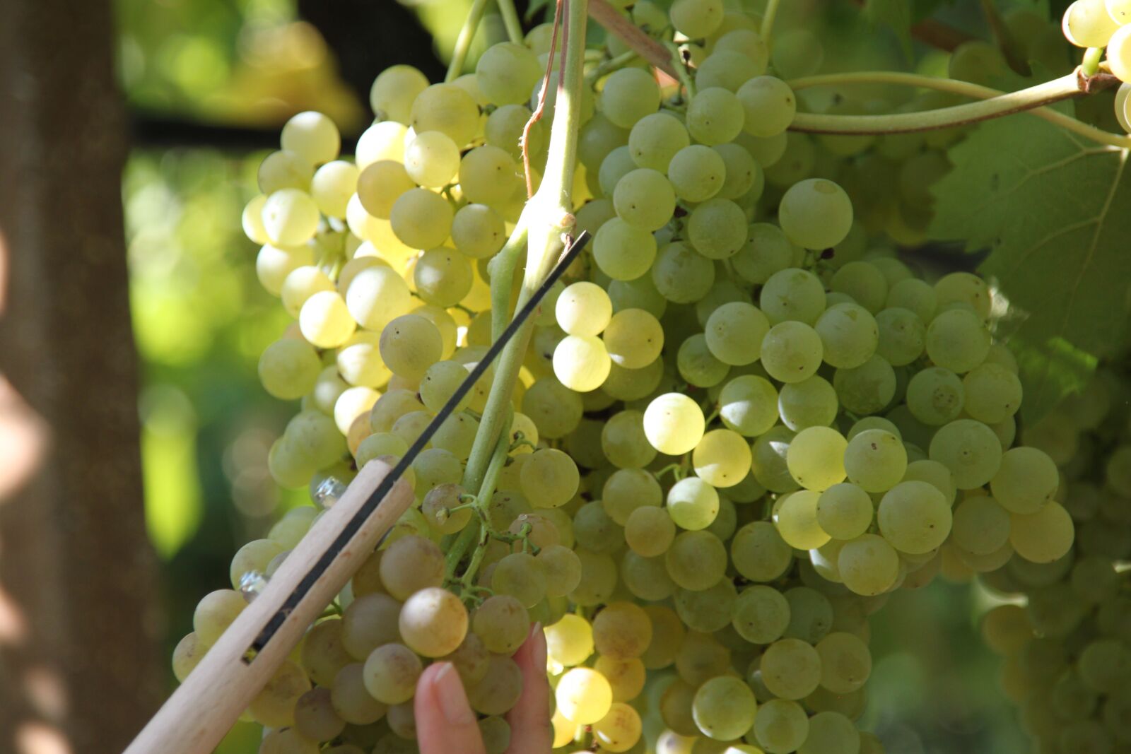 Canon EOS 500D (EOS Rebel T1i / EOS Kiss X3) sample photo. Screw, vineyard, wine photography