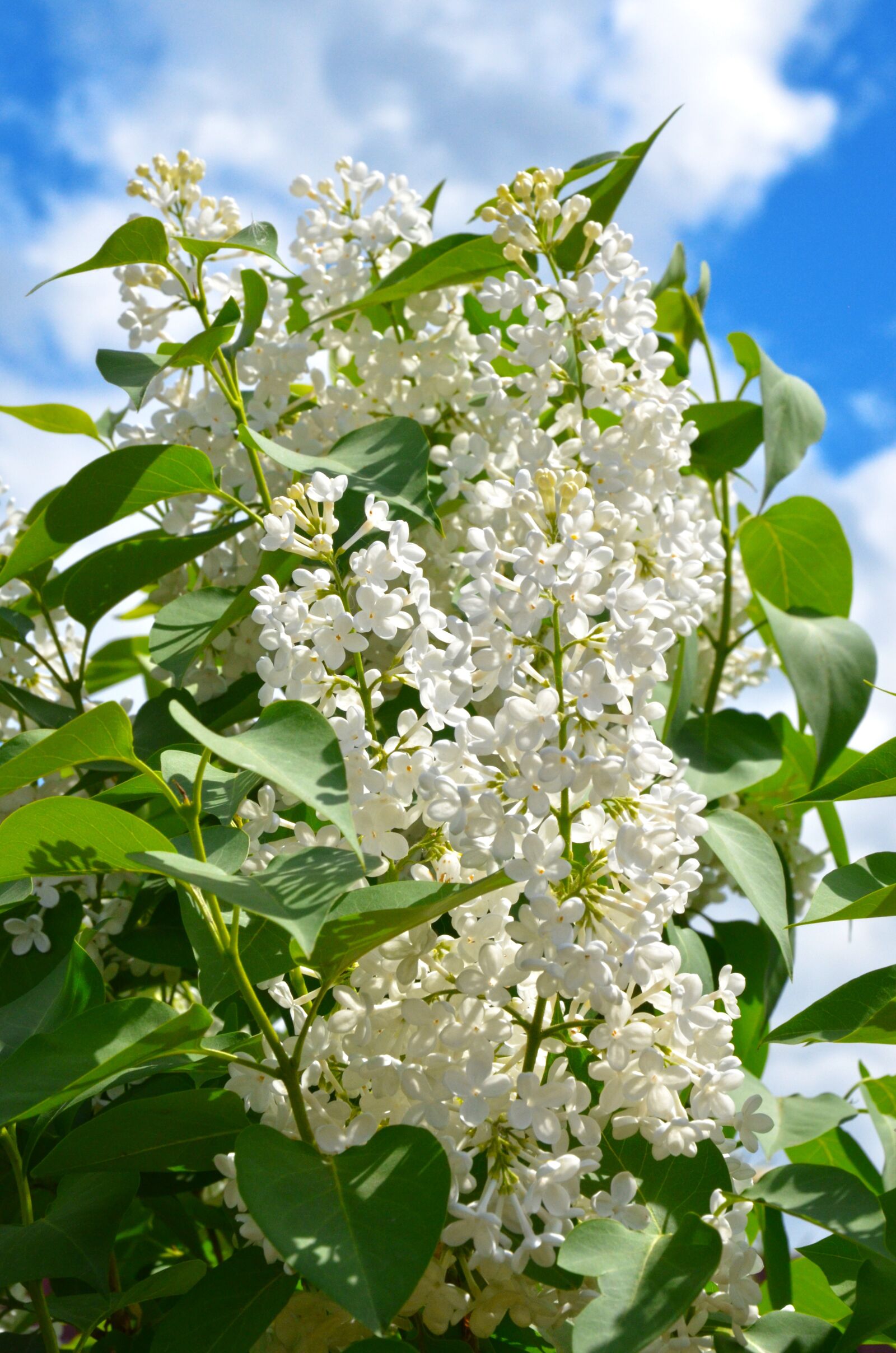 Nikon D7000 sample photo. Lilac, flowers, white lilac photography