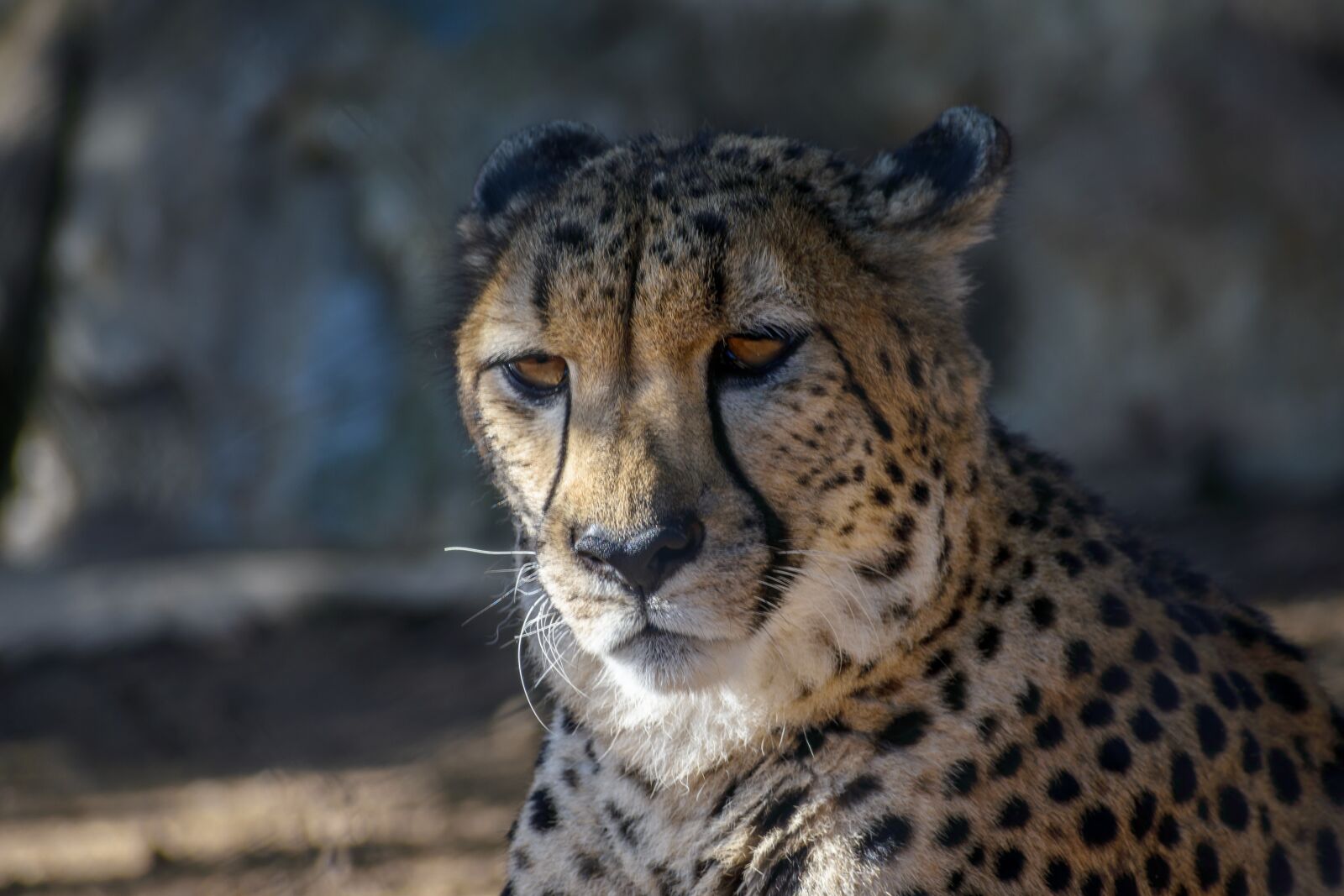 Nikon D3400 sample photo. Leopard, san diego, animal photography