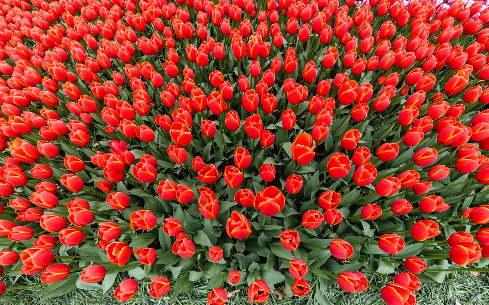 Samsung NX300 sample photo. Red, spring, tulips photography