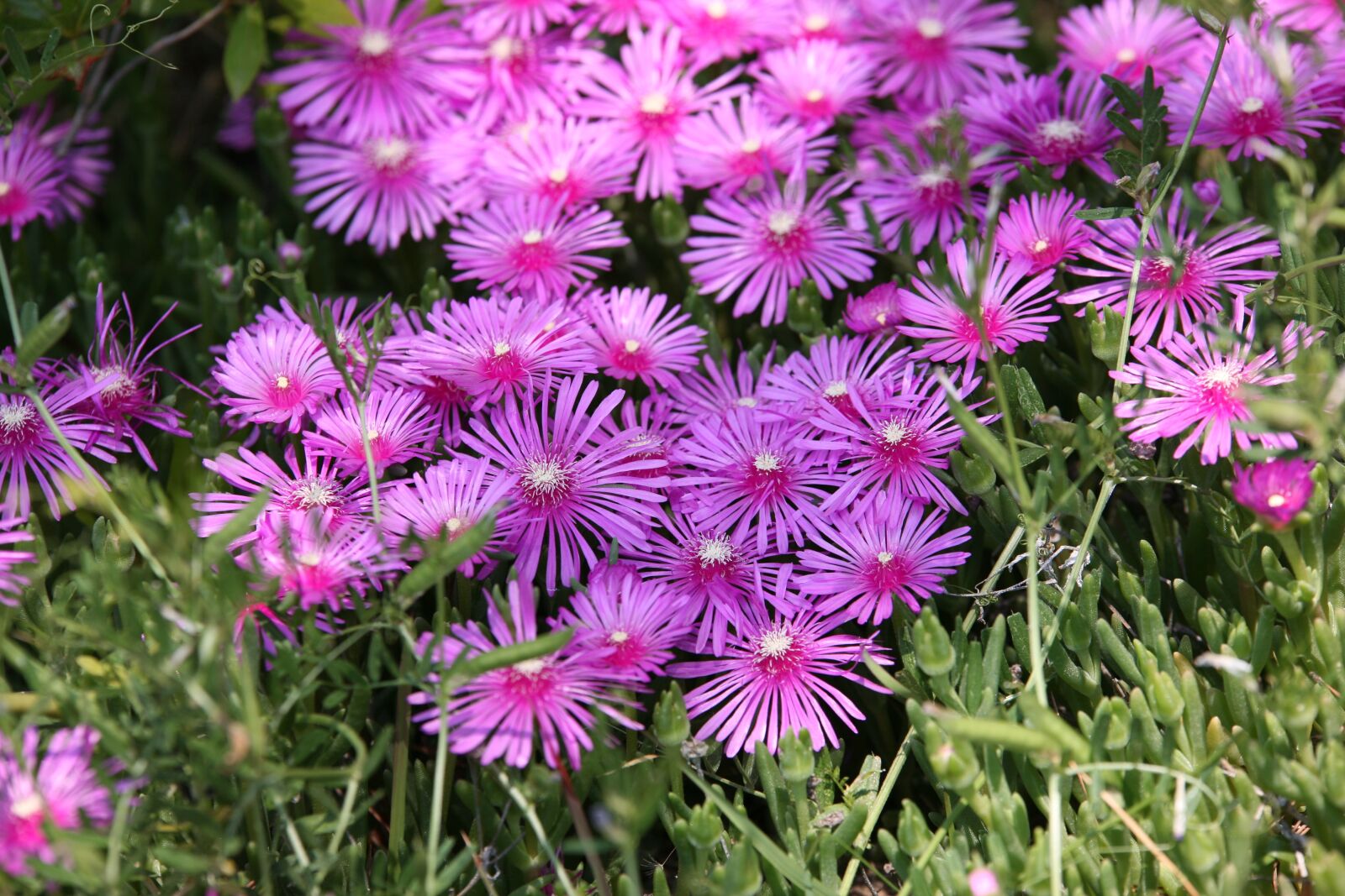 Canon EOS 5D sample photo. Pine country, flowers, plants photography