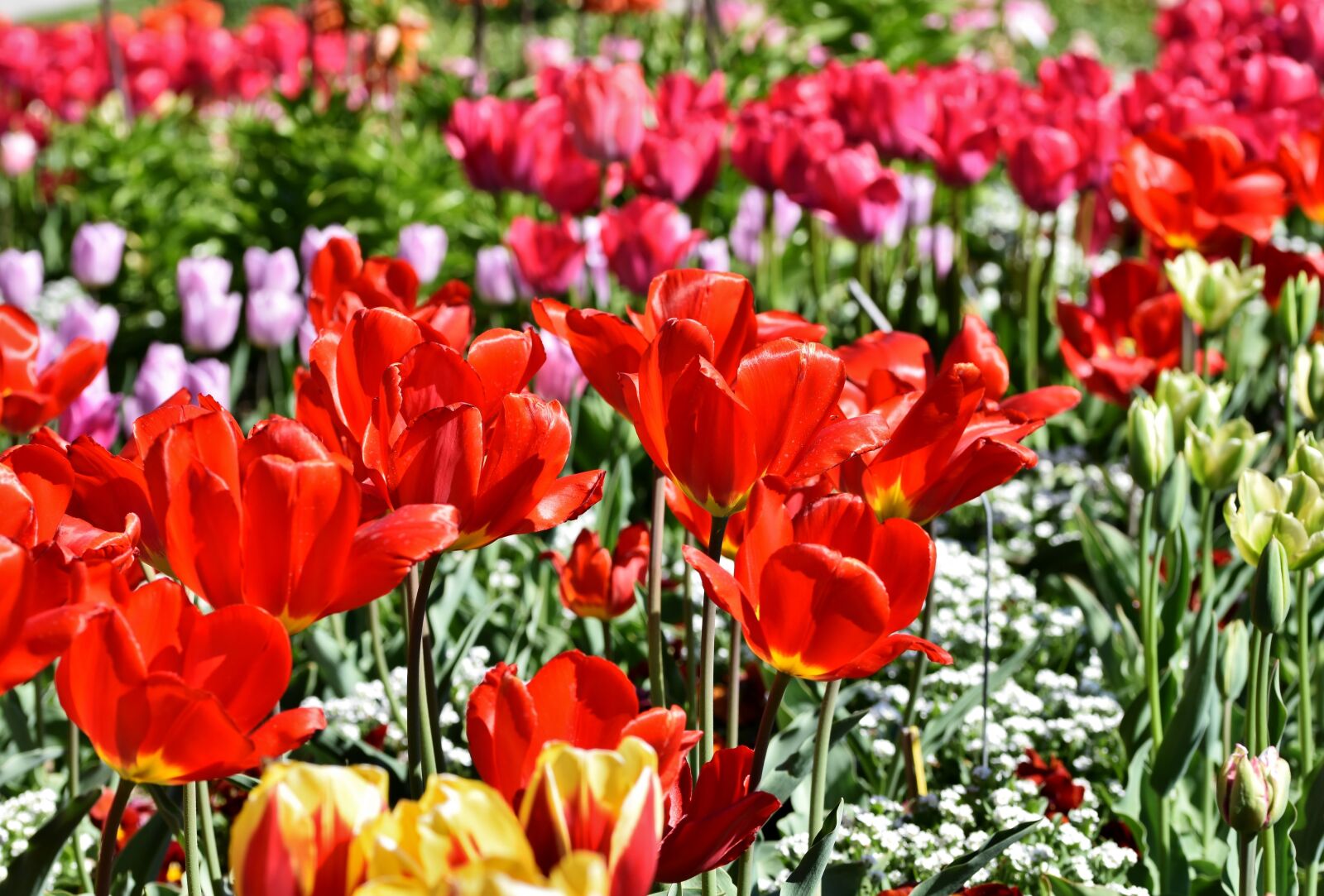 Nikon D7200 sample photo. Tulip, tulip field, blossom photography