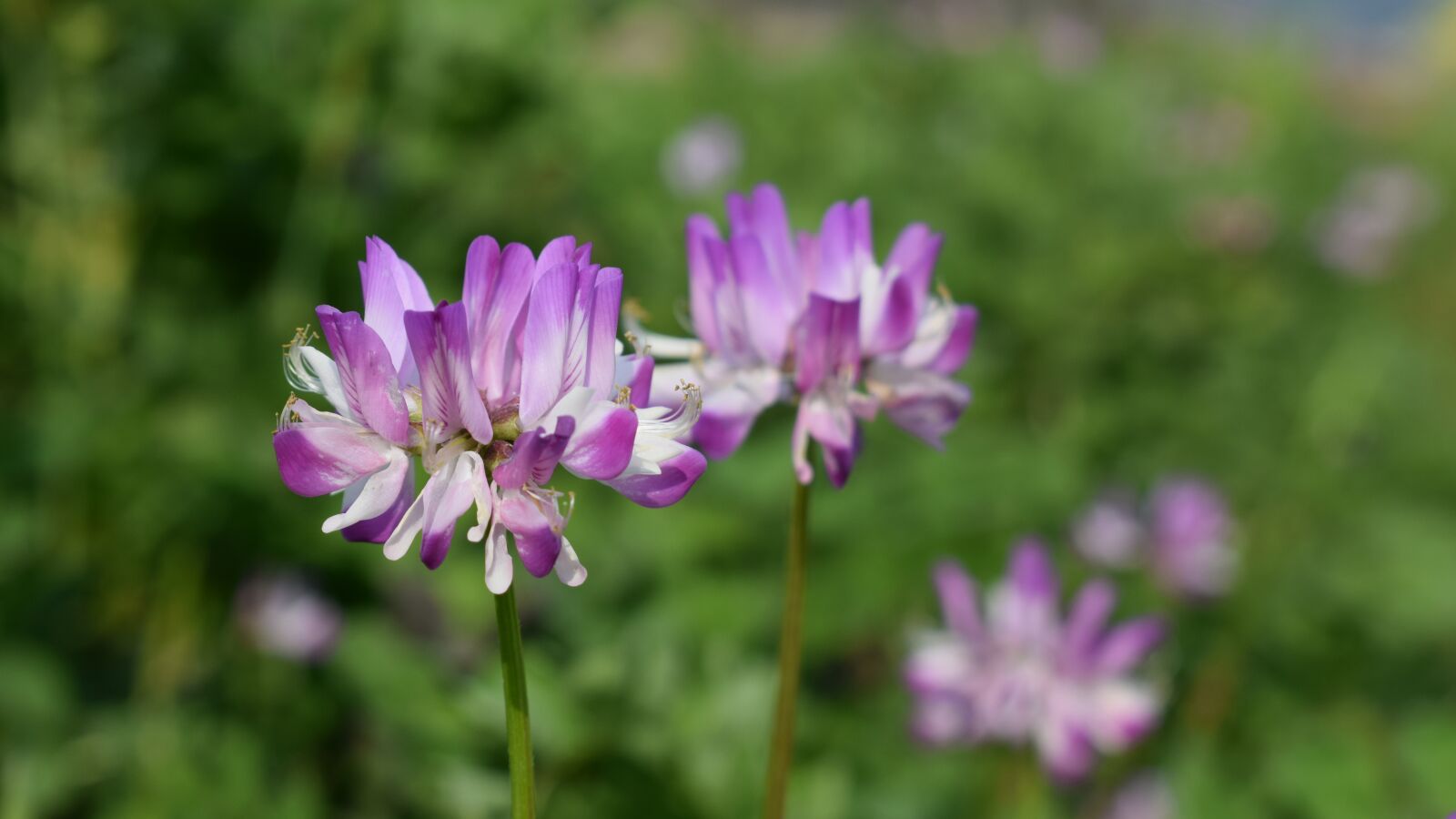 Nikon D3300 sample photo. Ye tian, wild flowers photography