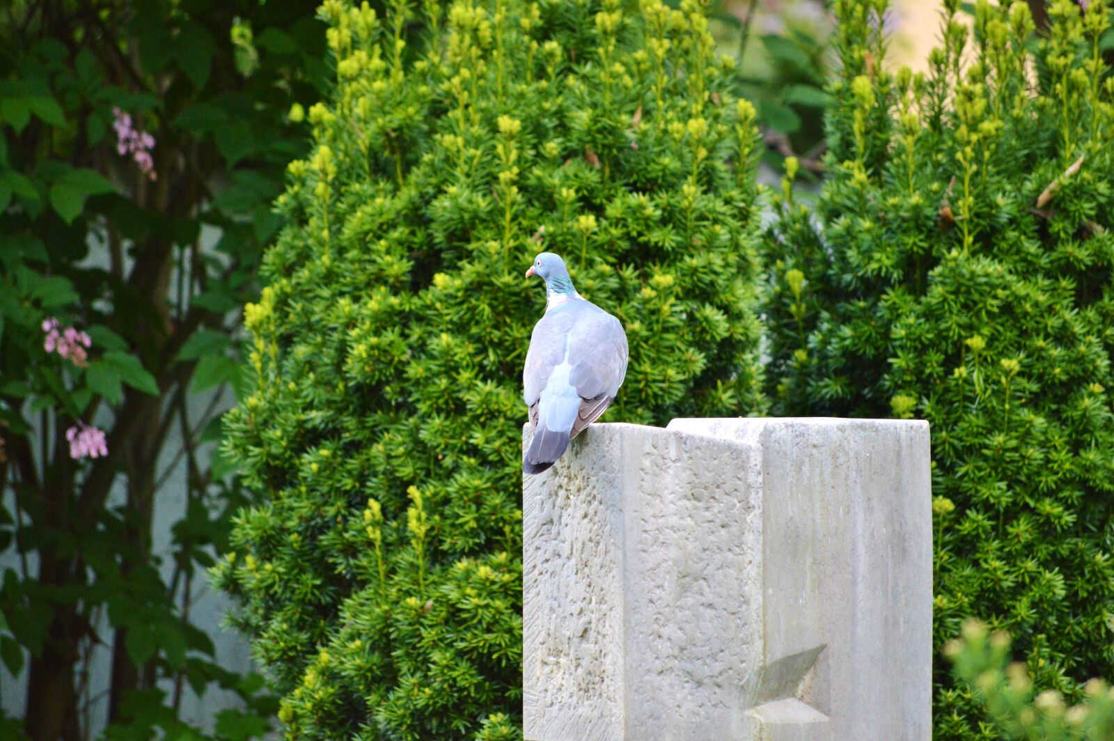 Nikon D3200 sample photo. Dove, bird, feather photography