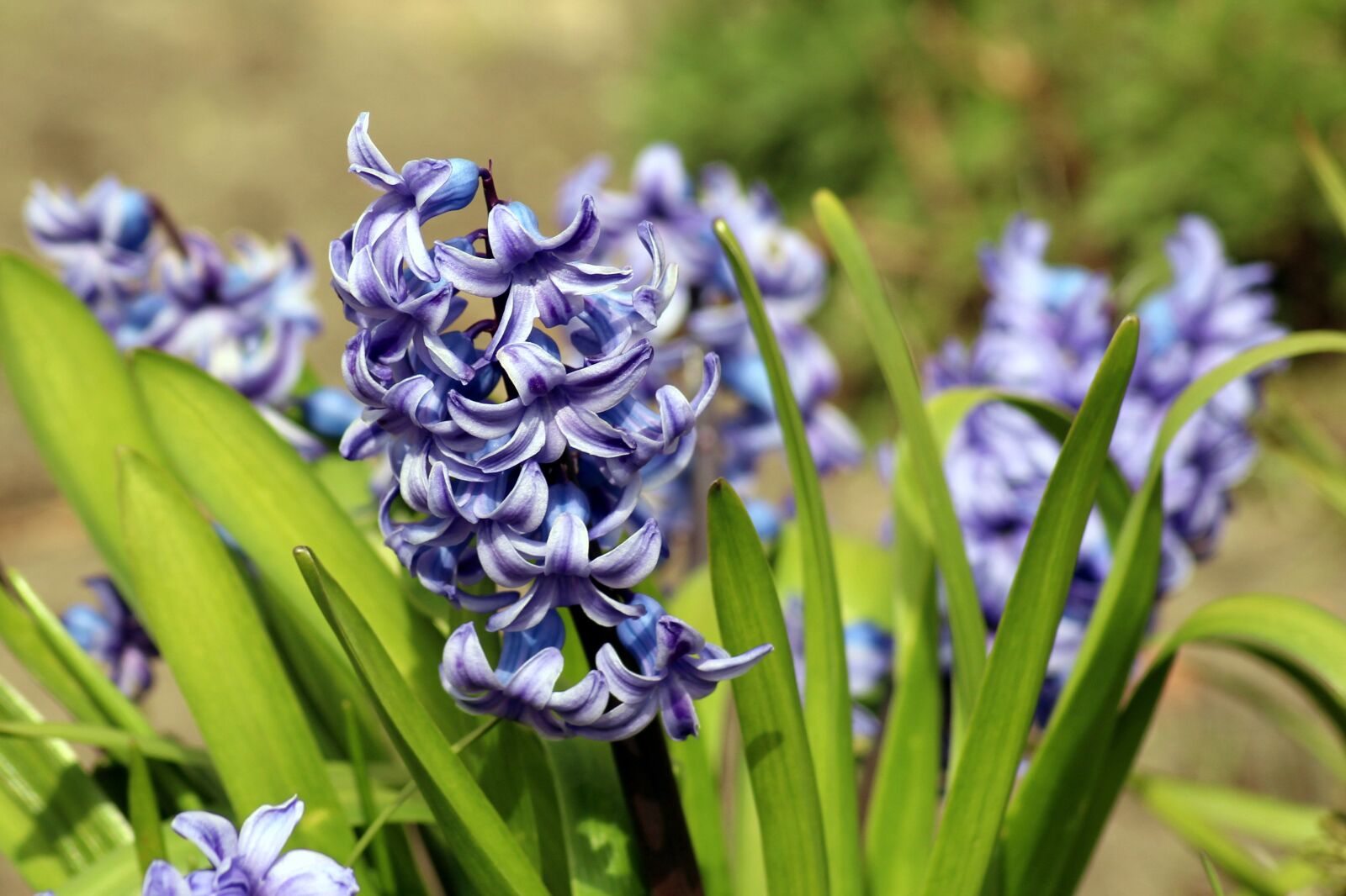 Canon EOS 1200D (EOS Rebel T5 / EOS Kiss X70 / EOS Hi) sample photo. Hyacinth, spring blue, flower photography