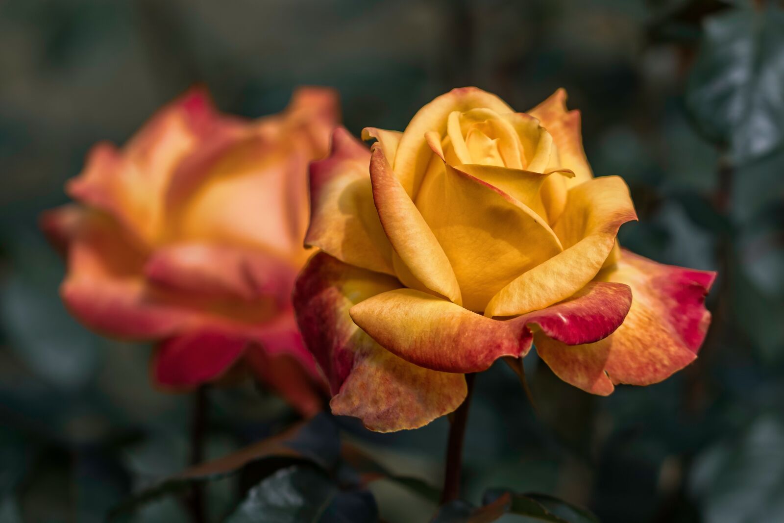 Canon EF 100mm F2.8L Macro IS USM sample photo. Garden, red roses, yellow photography