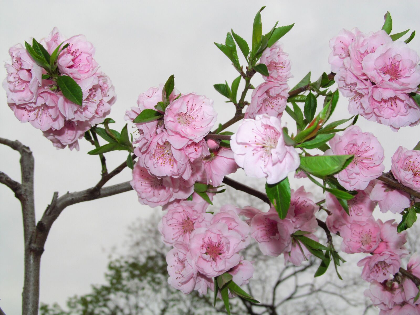 Canon PowerShot SX150 IS sample photo. Flower, spring, garden photography